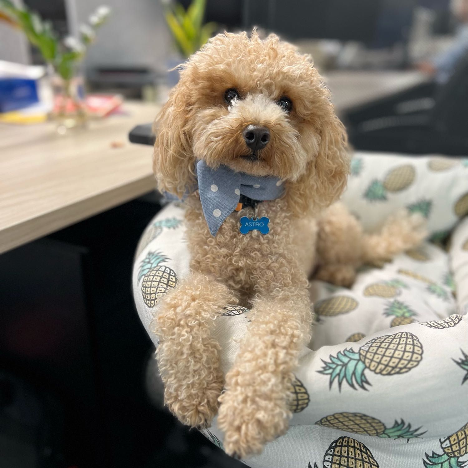 Astro