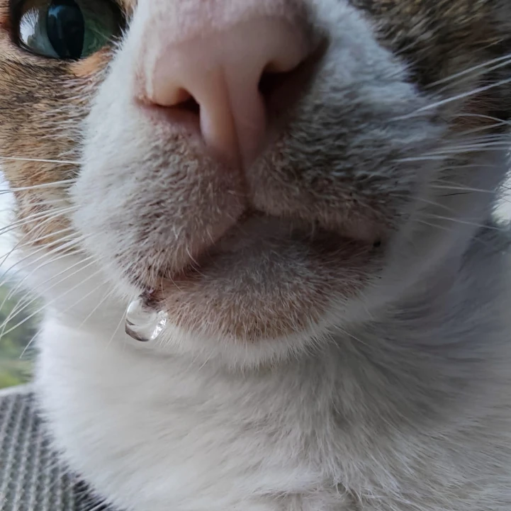 albie