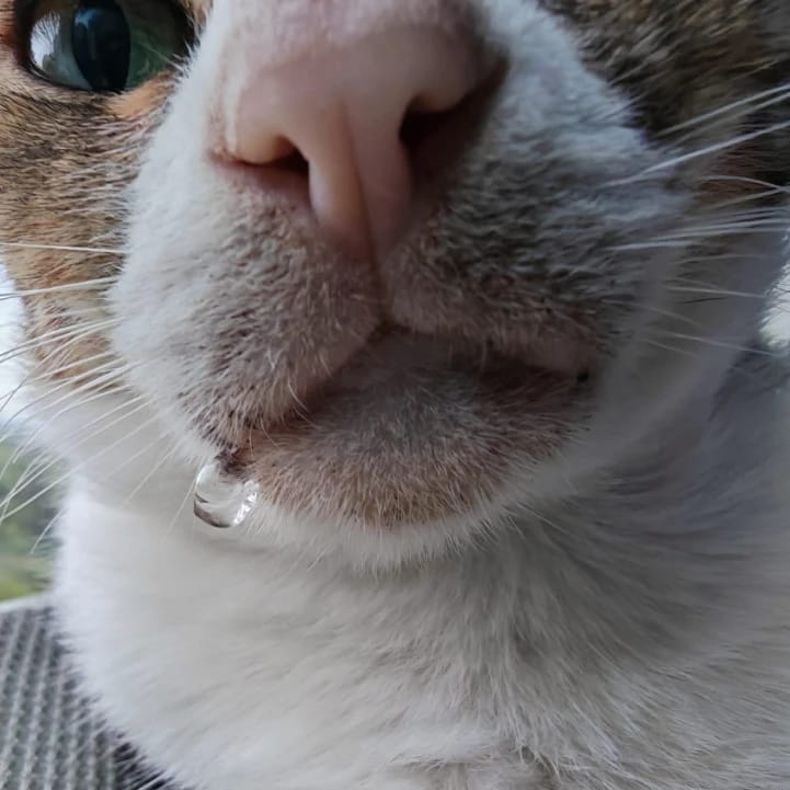 albie