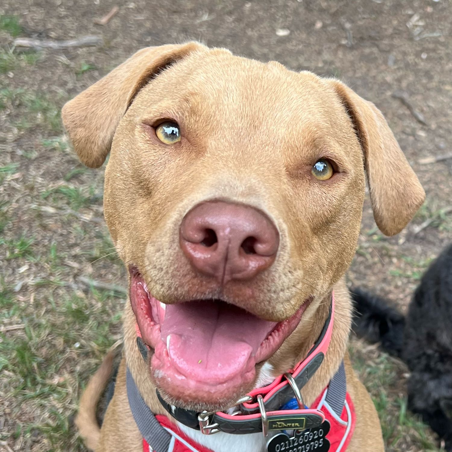 Oakley 