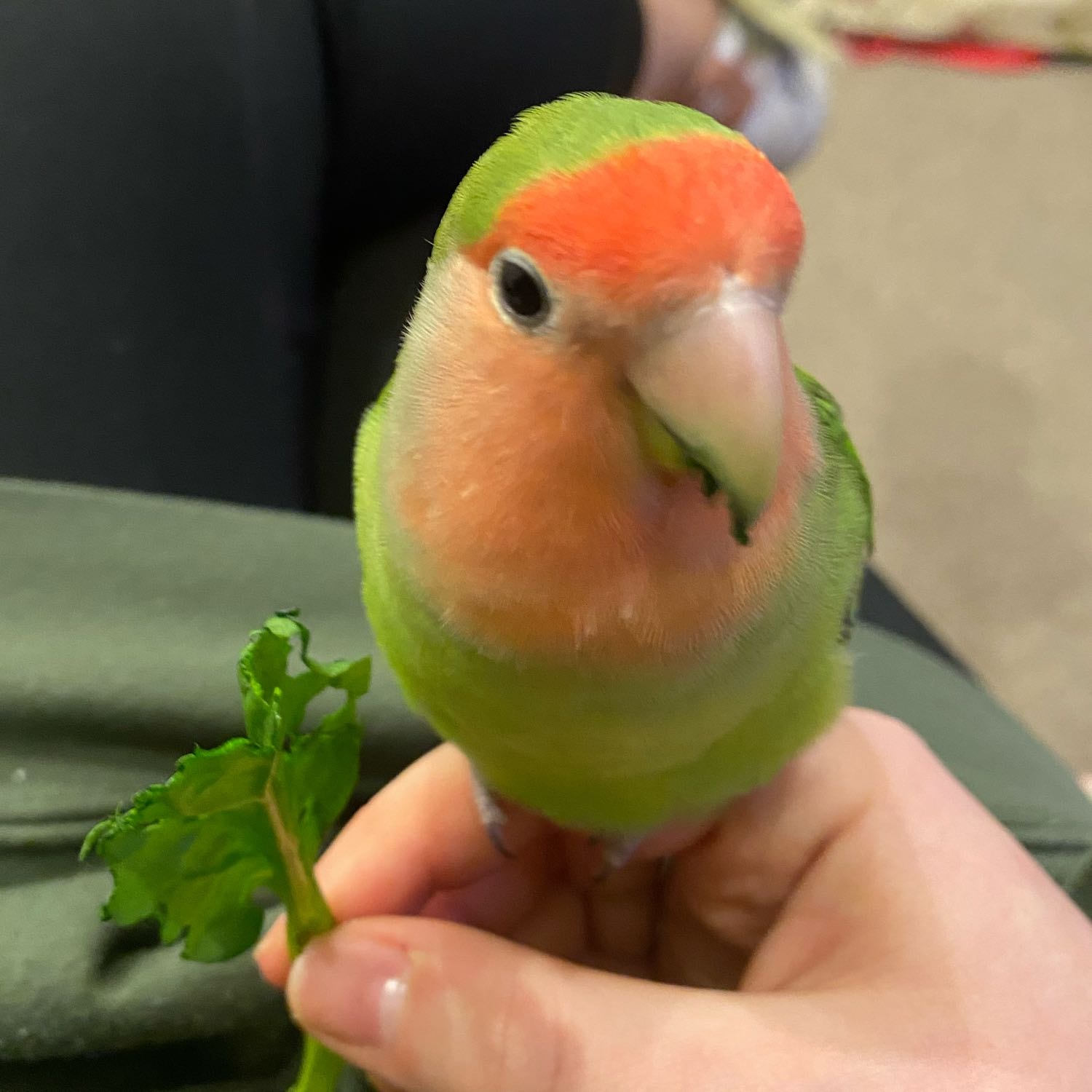 muppet 