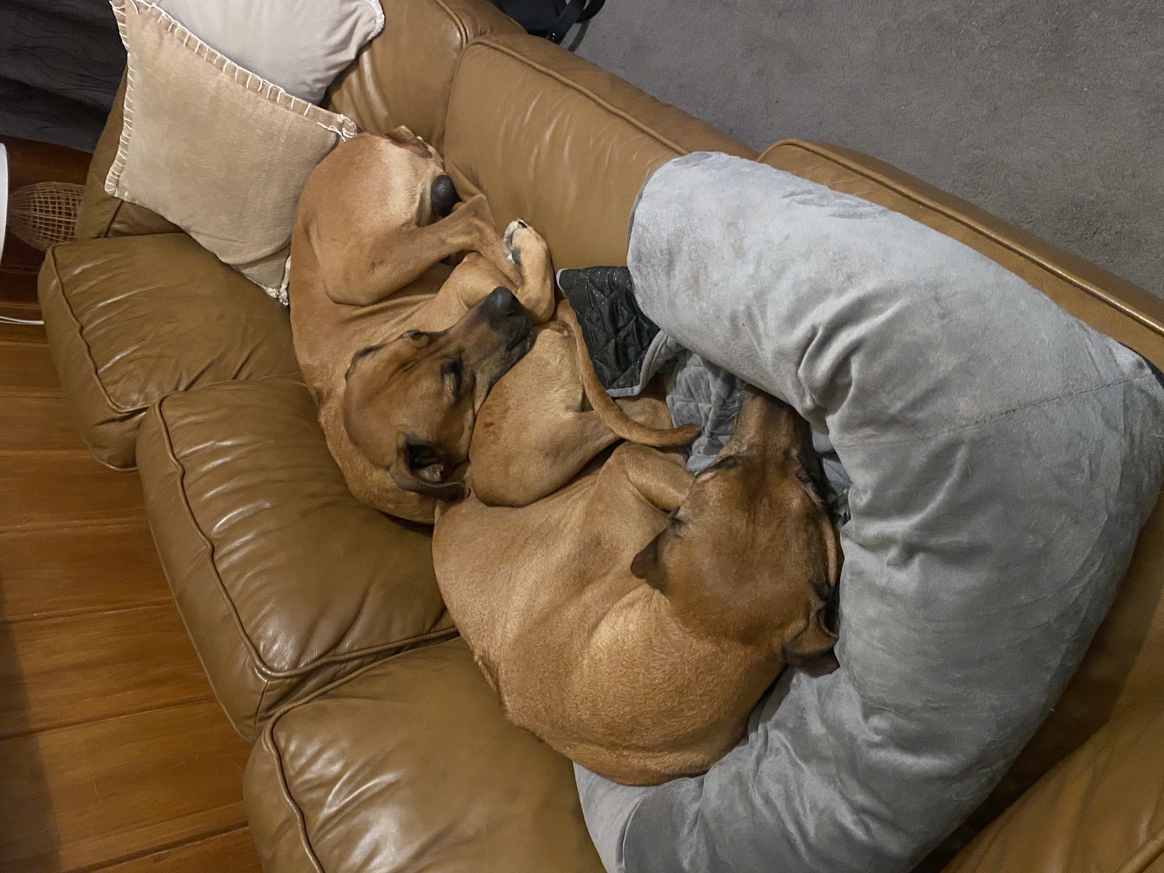 image-7