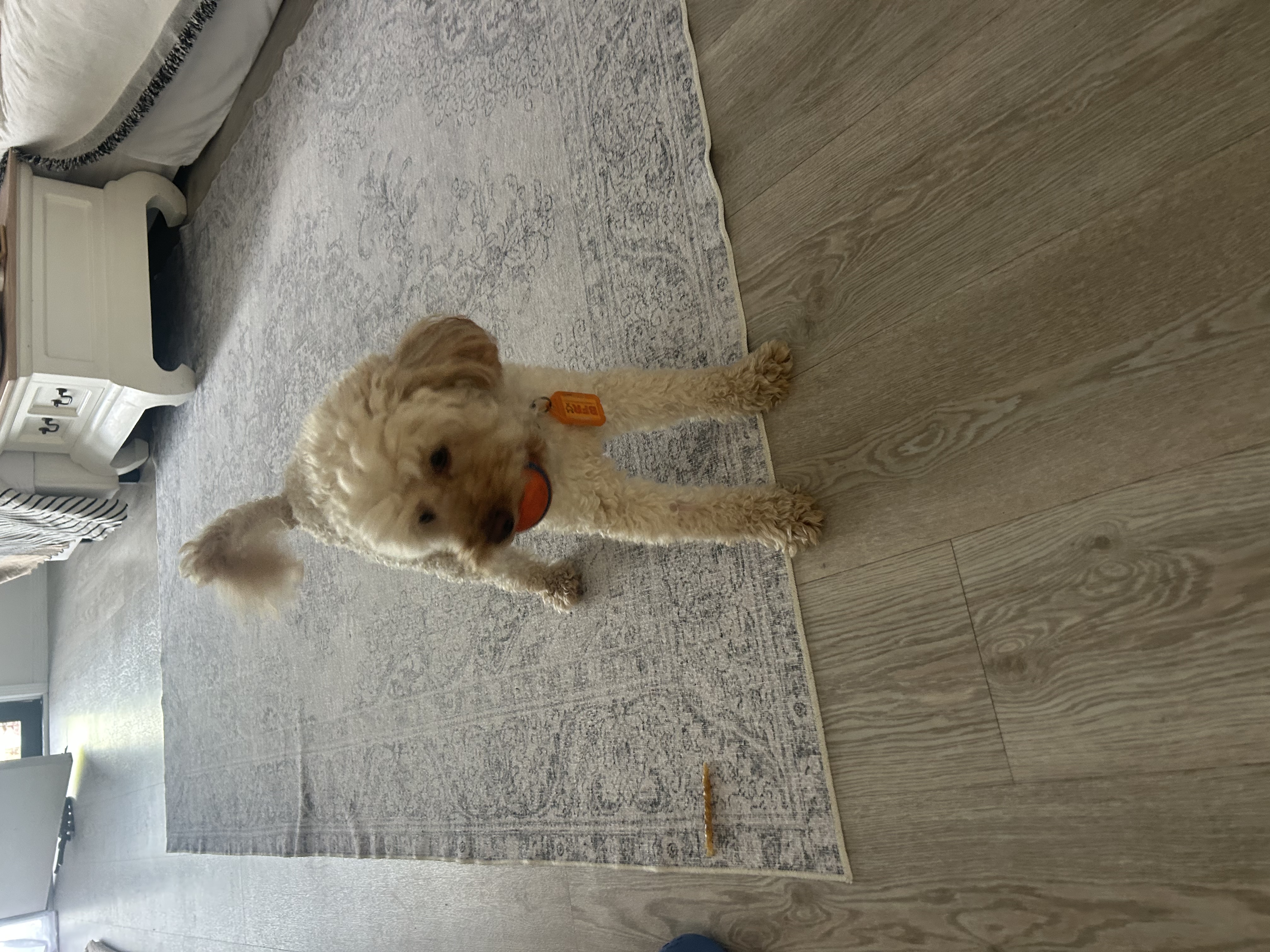 image-19