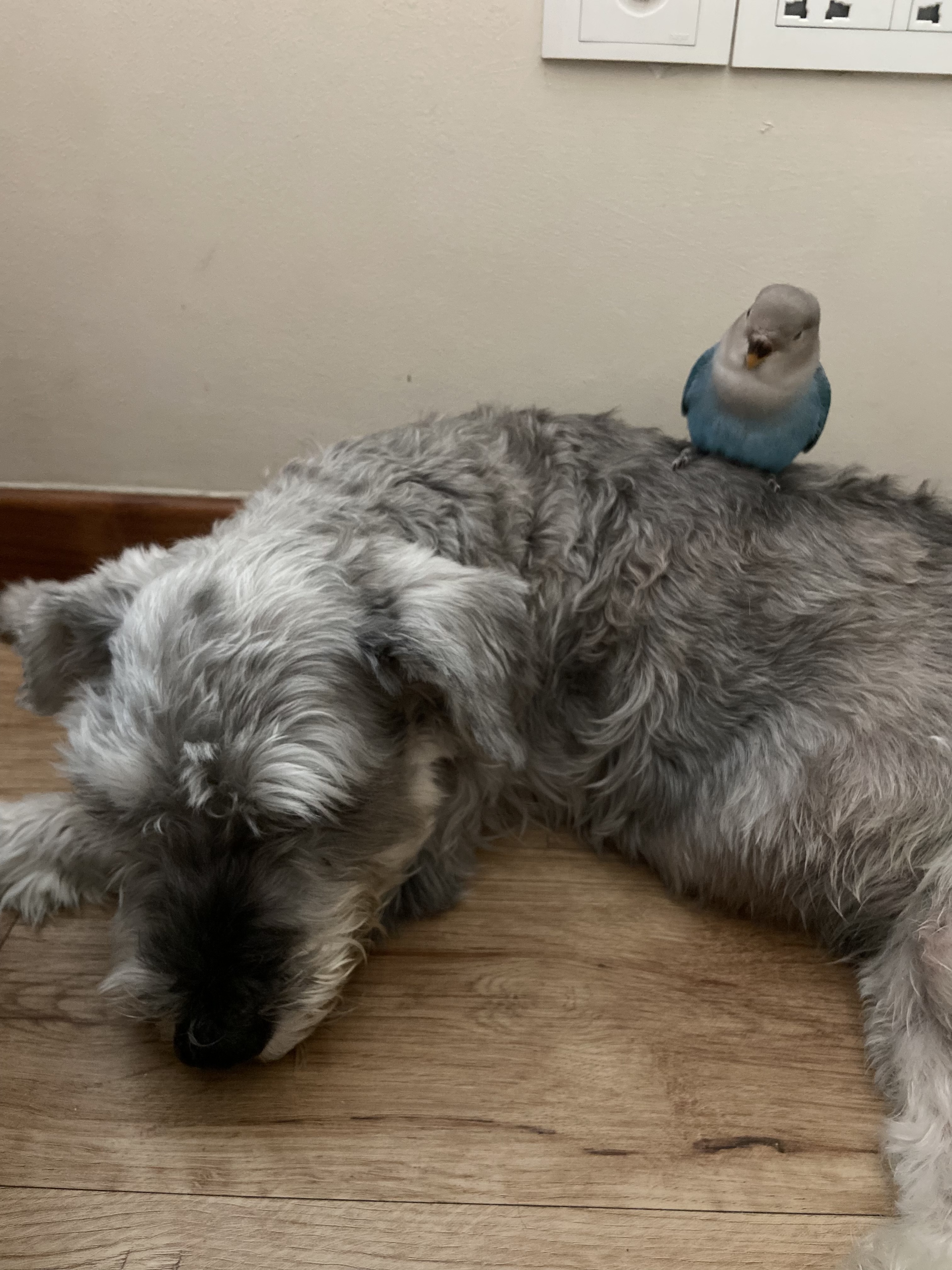 image-8