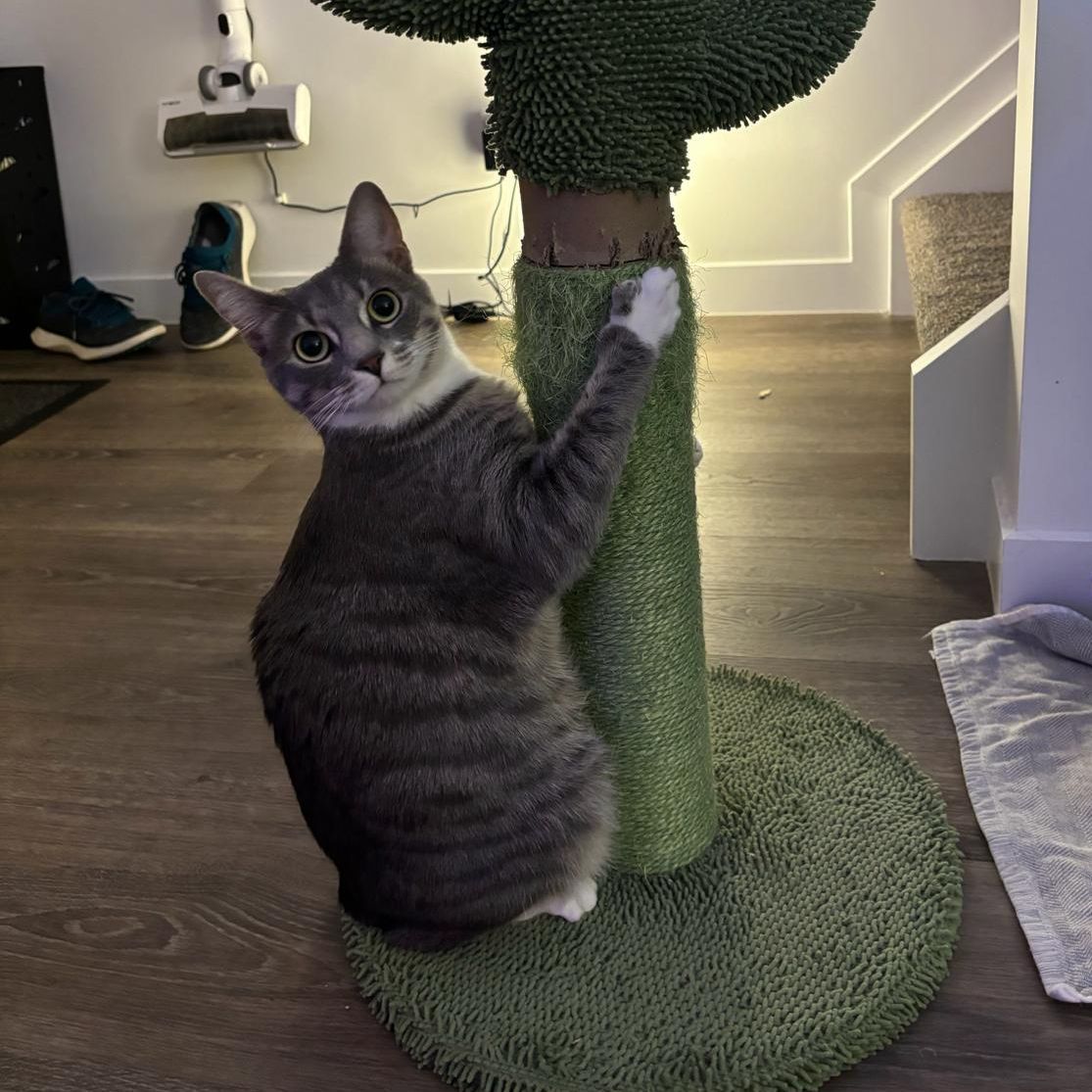 Holly