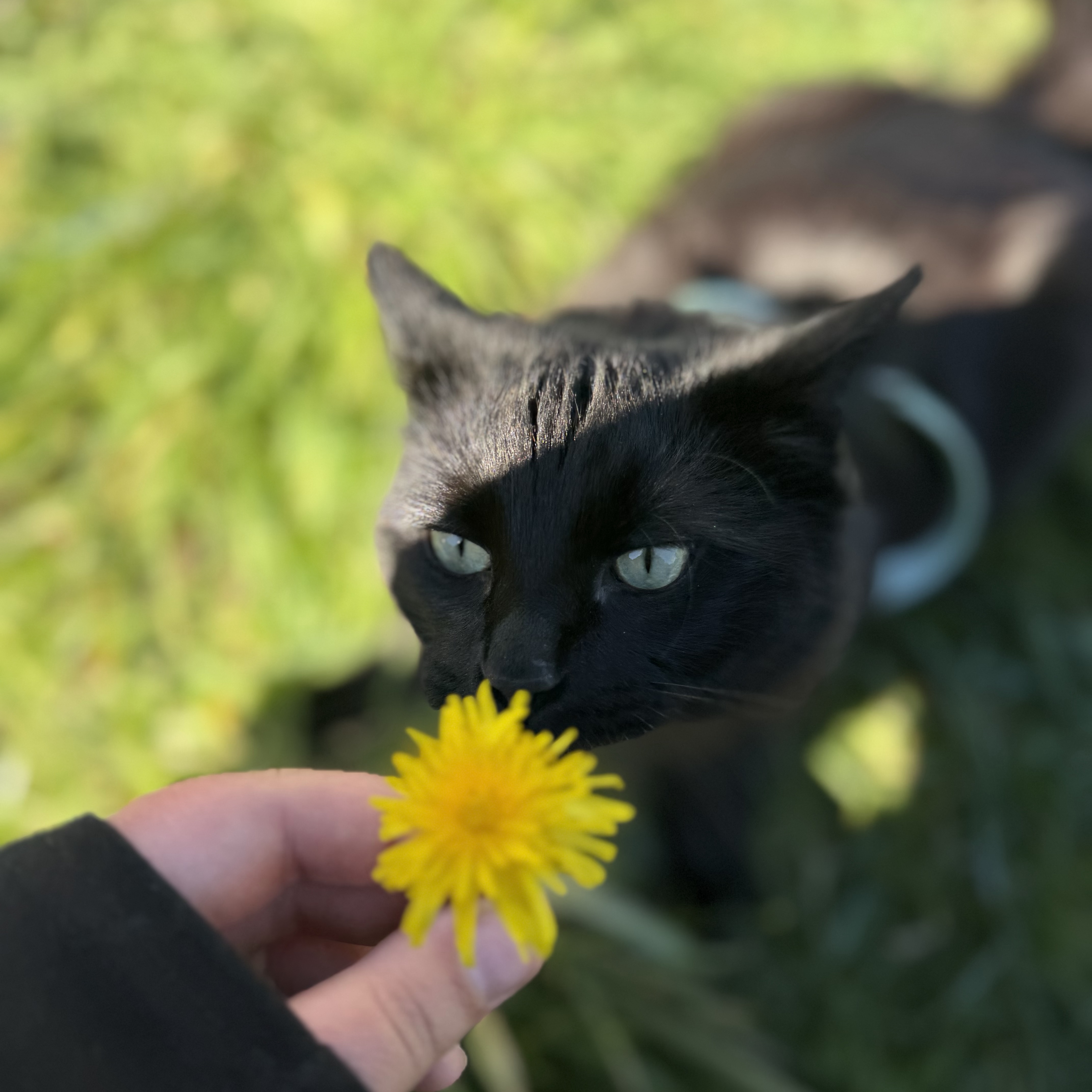 Shadow 