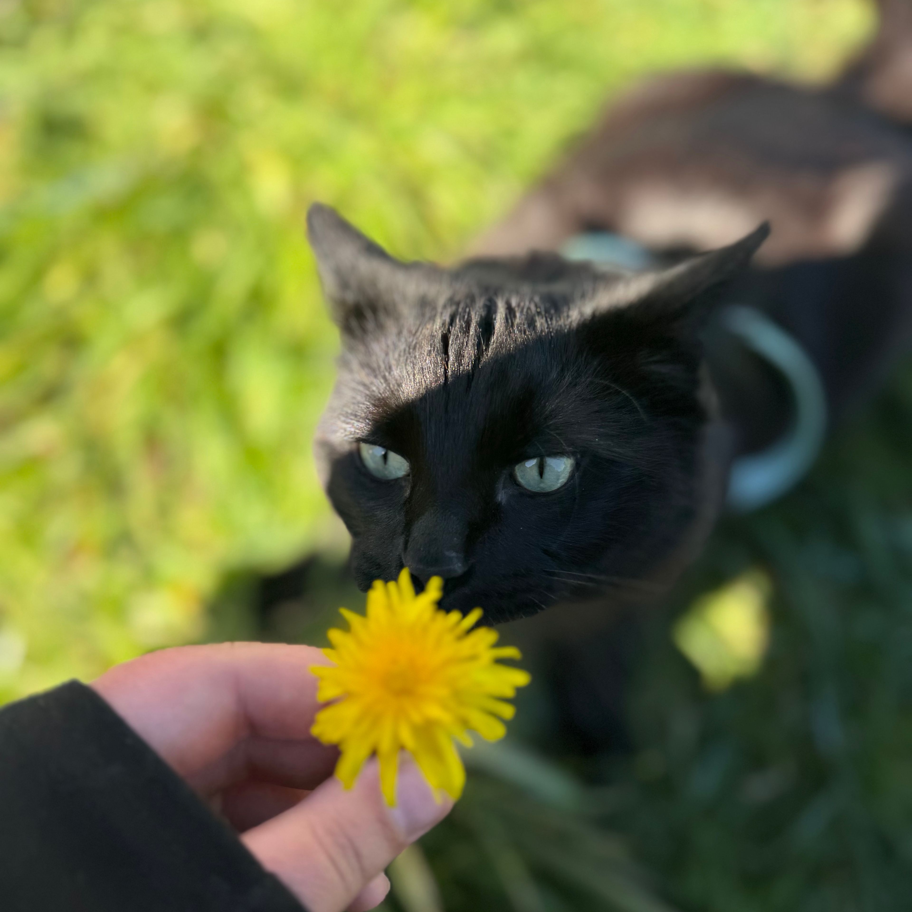 Shadow
