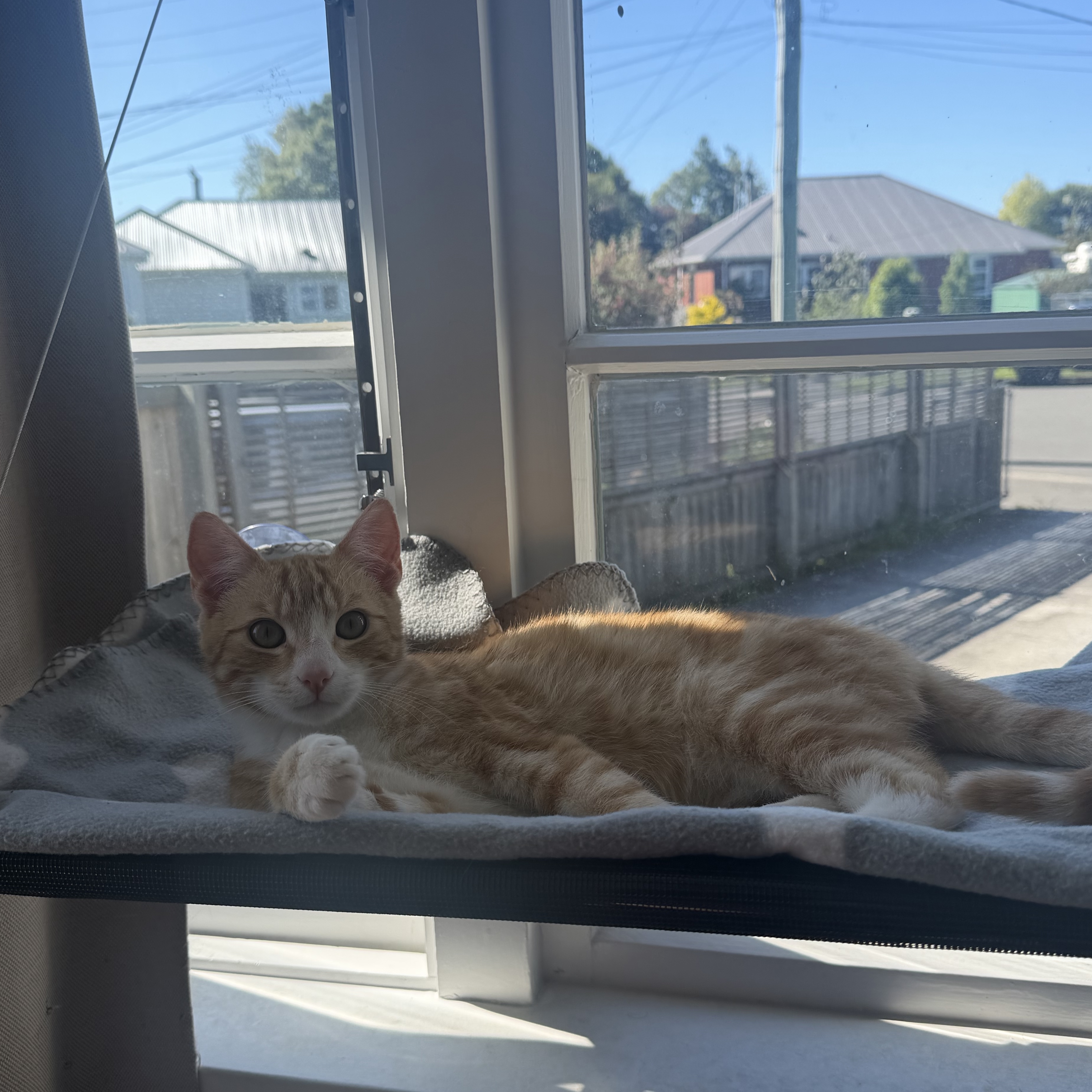 Nemo