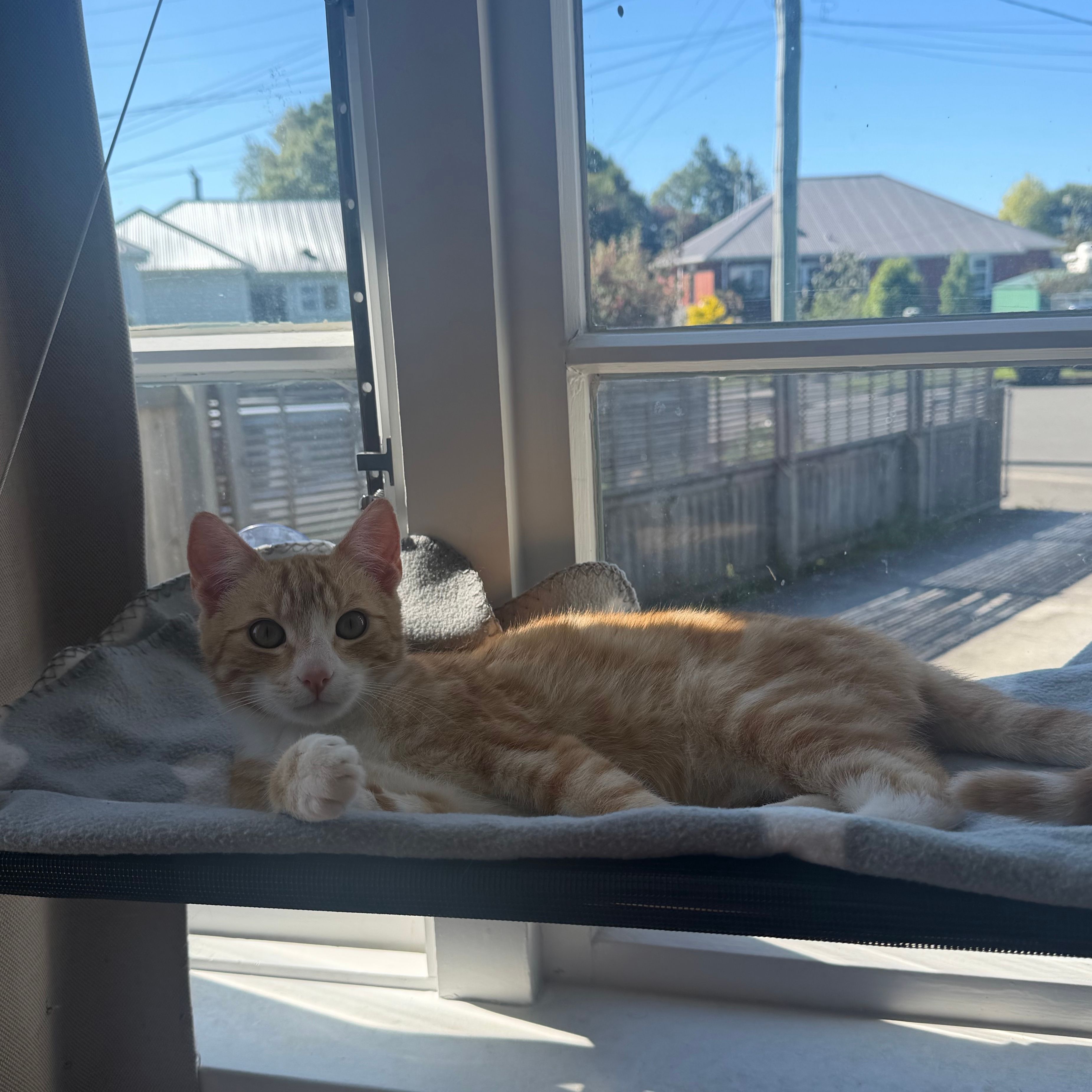 Nemo