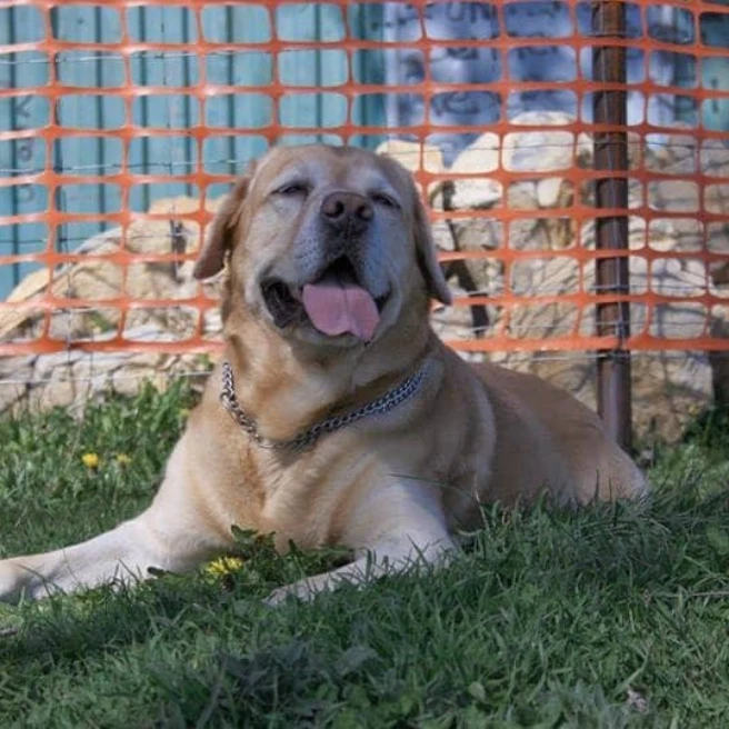 Toby 