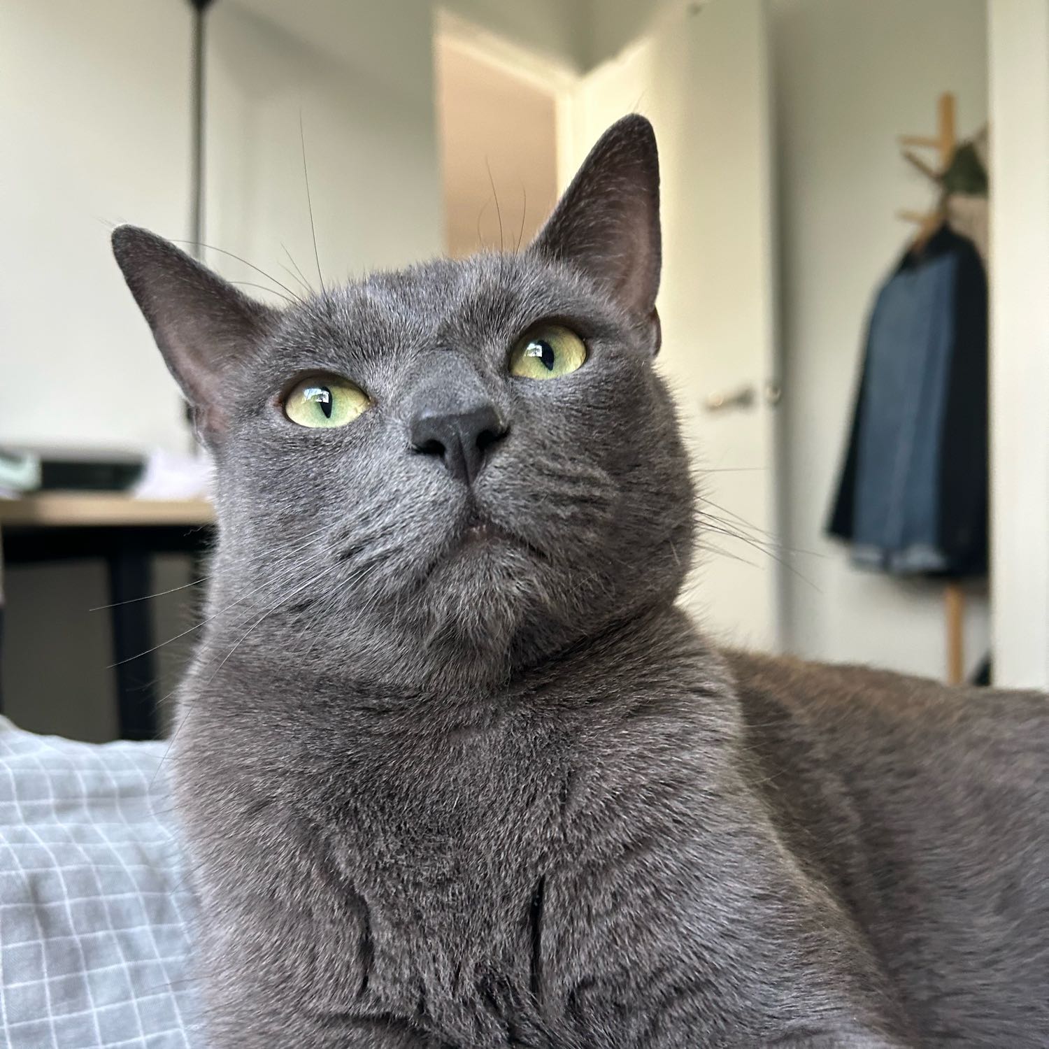 Miaomiao