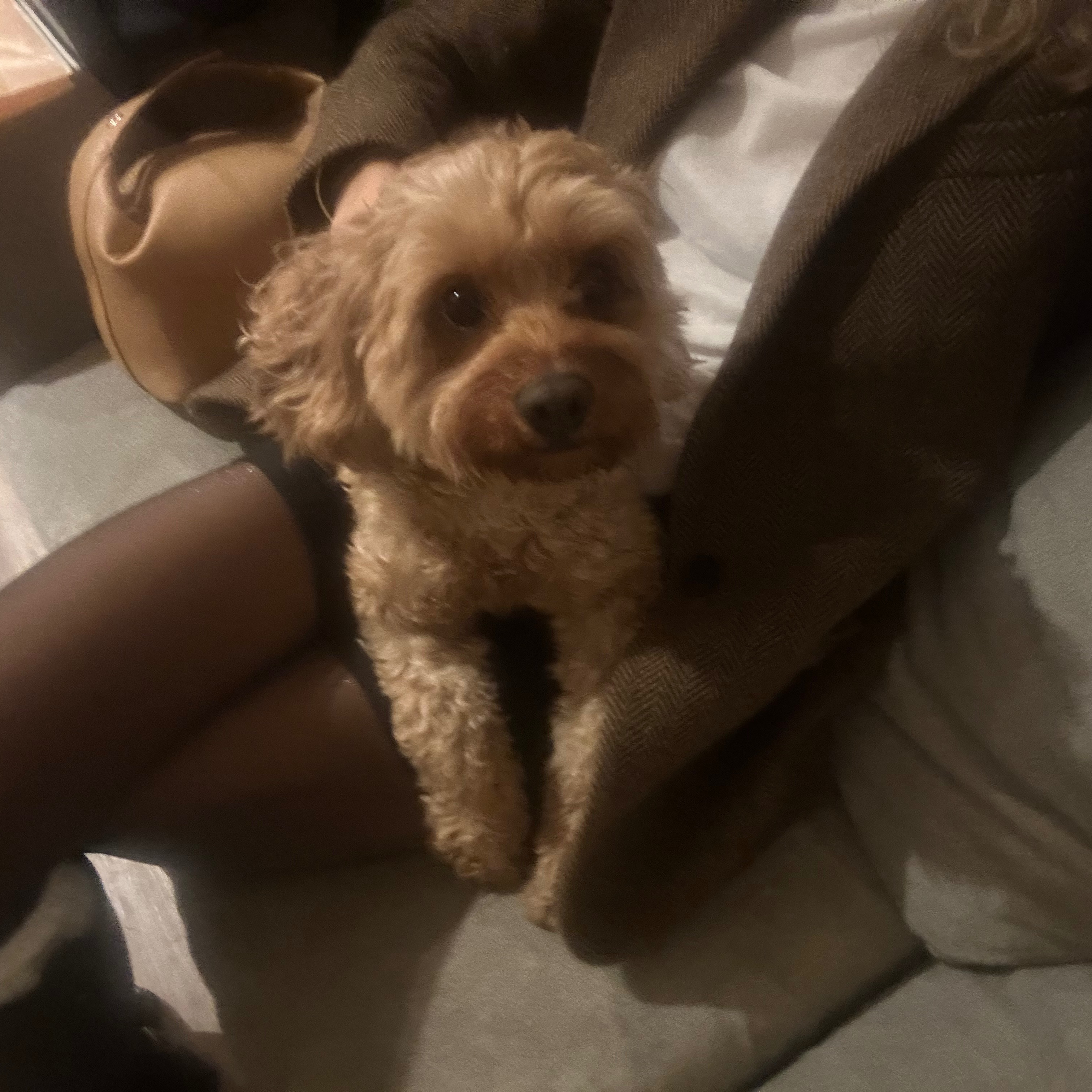 Mimi
