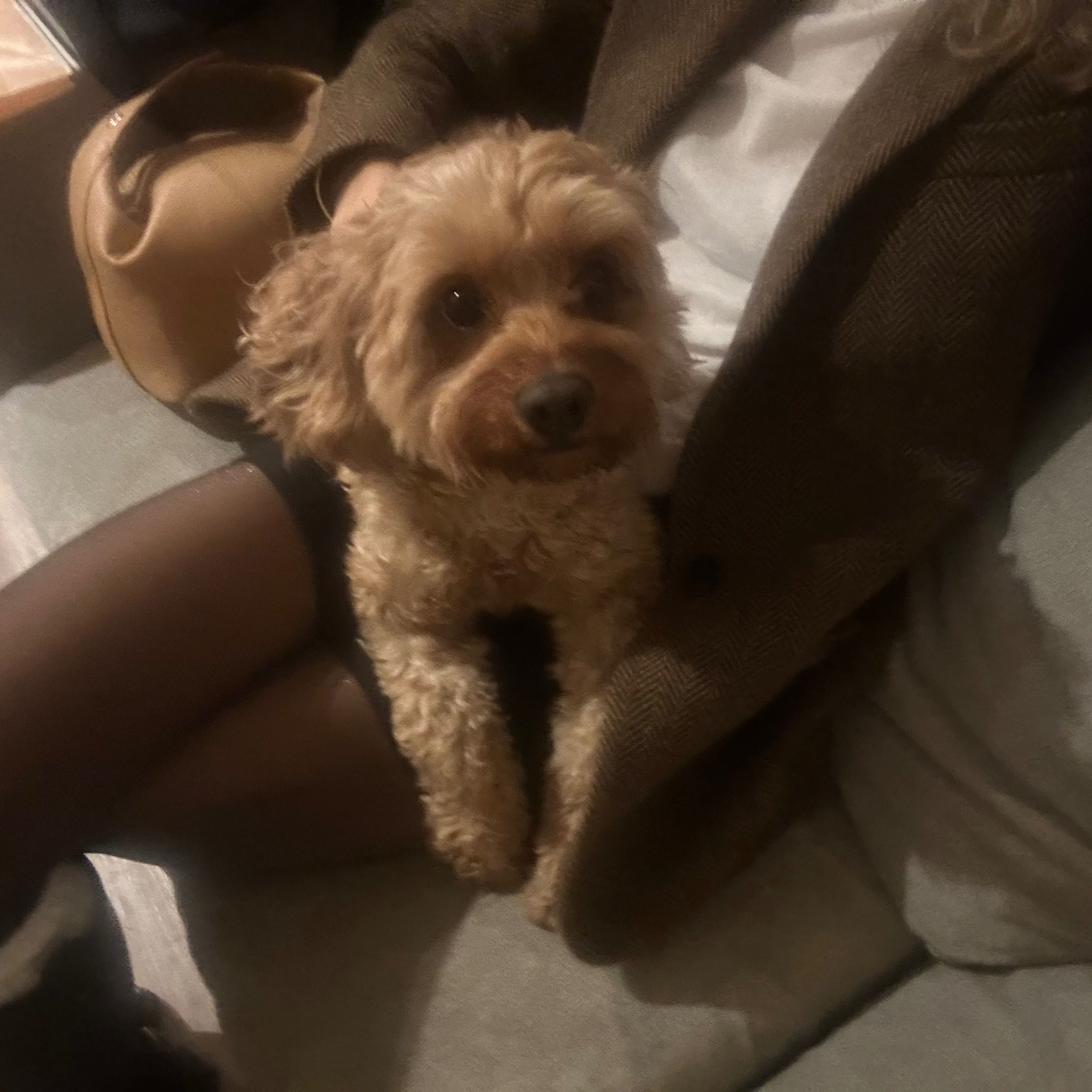 Mimi