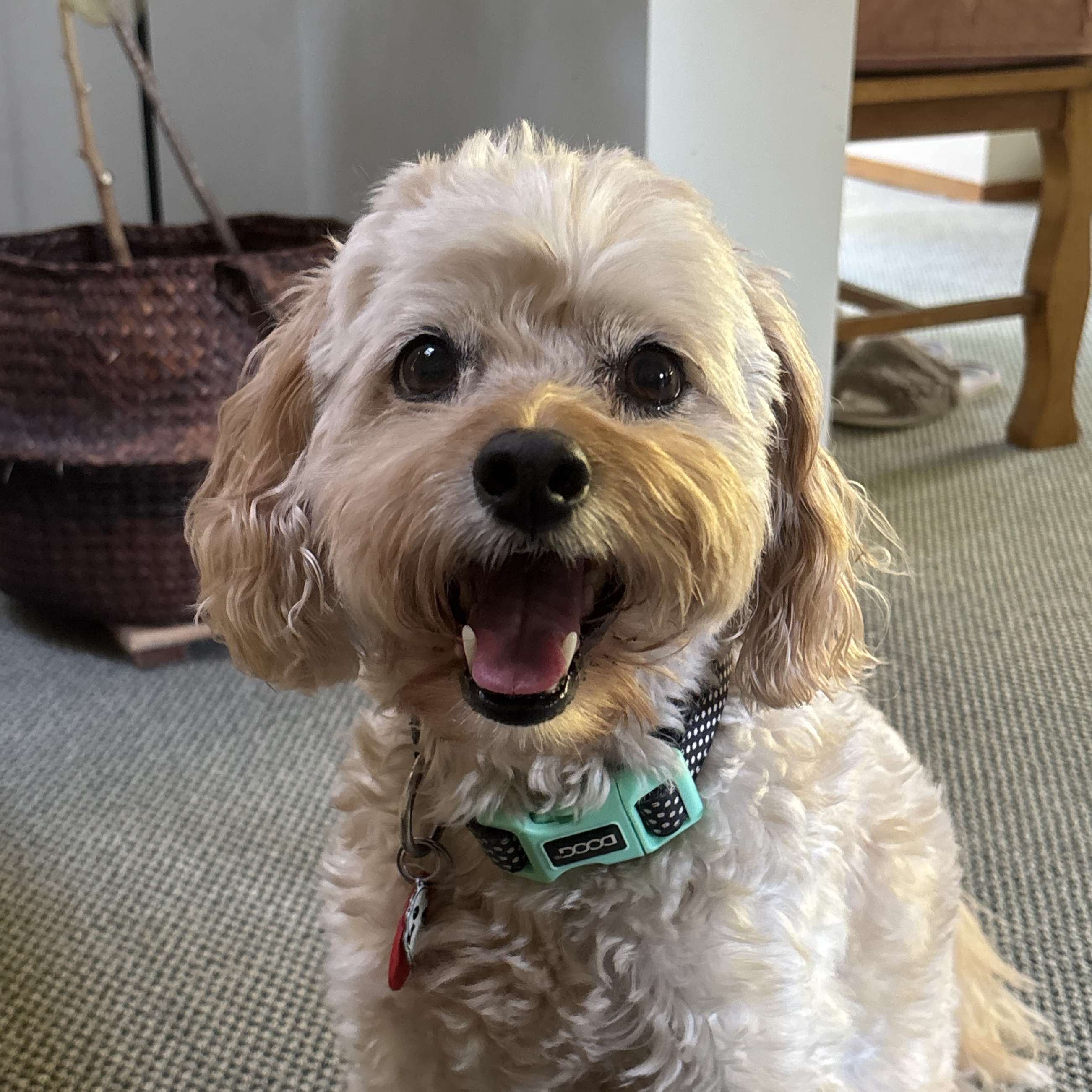Monty