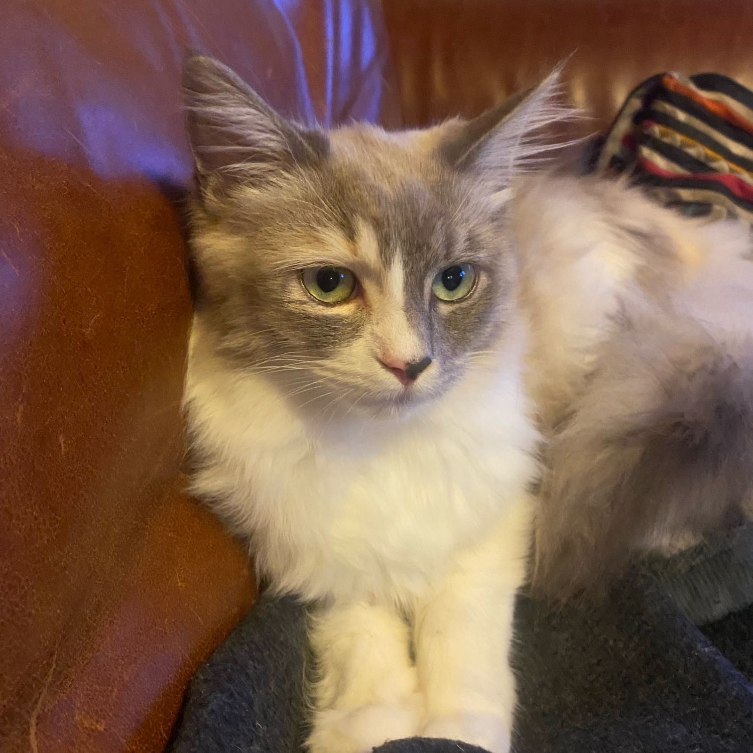 Luna