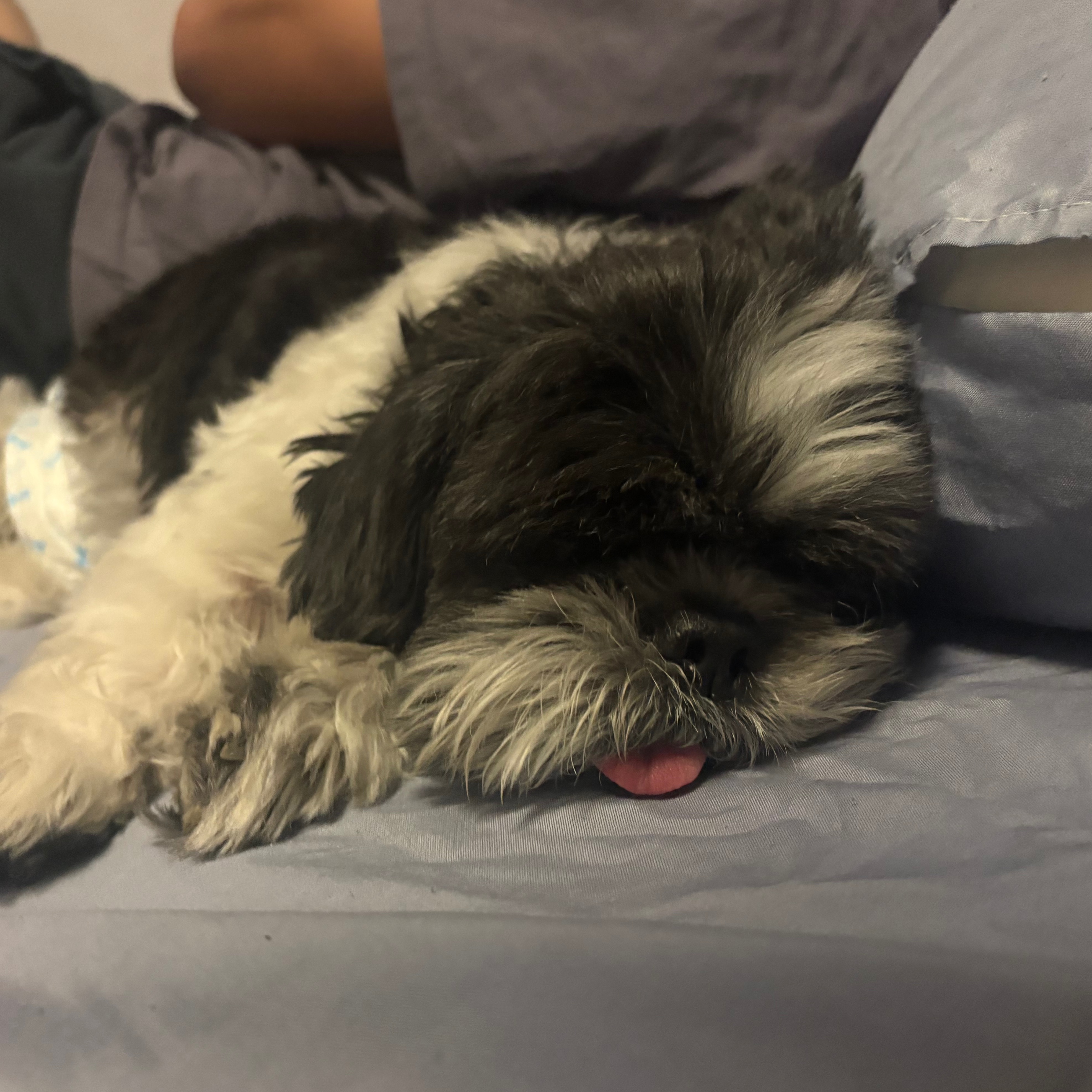 Oreo 