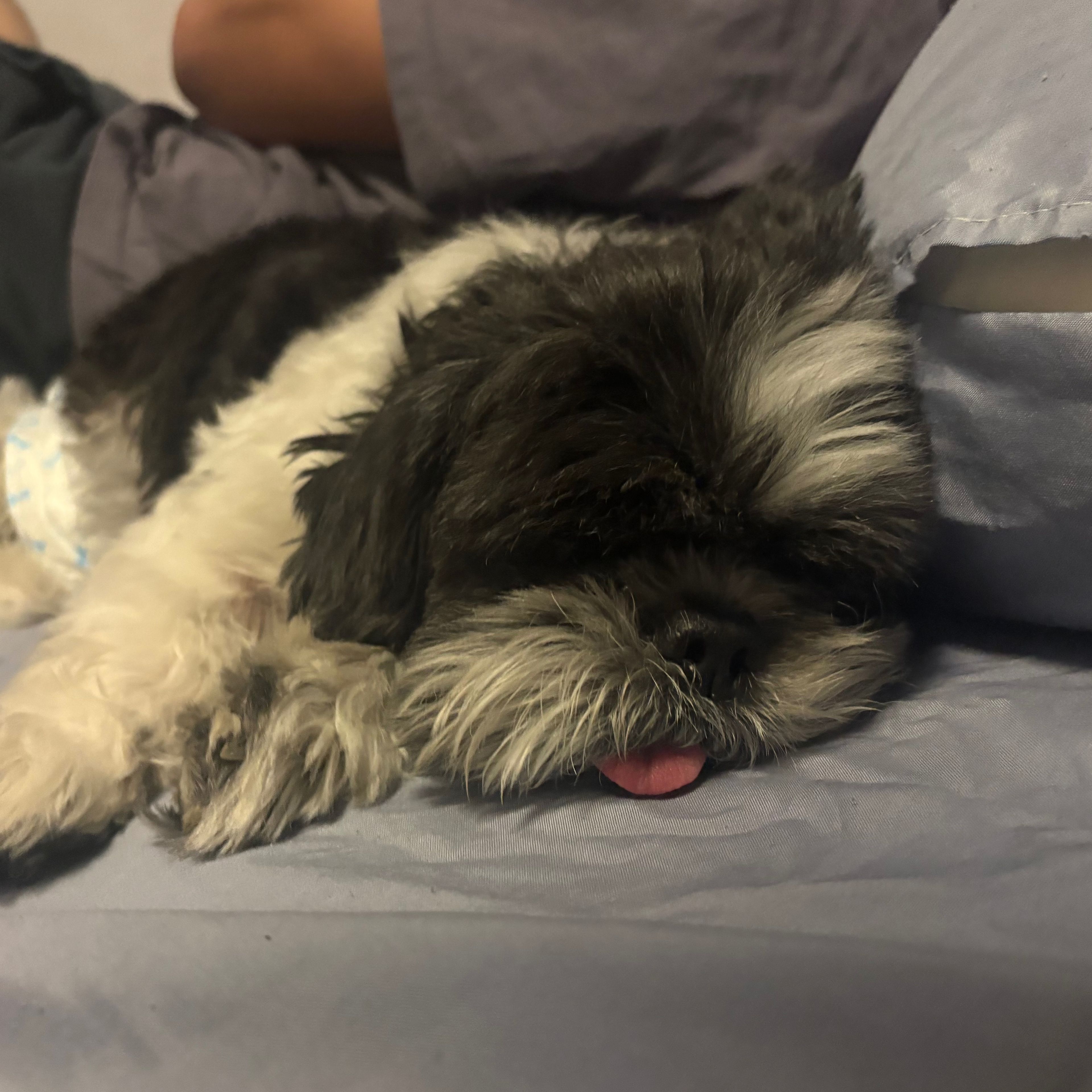 Oreo