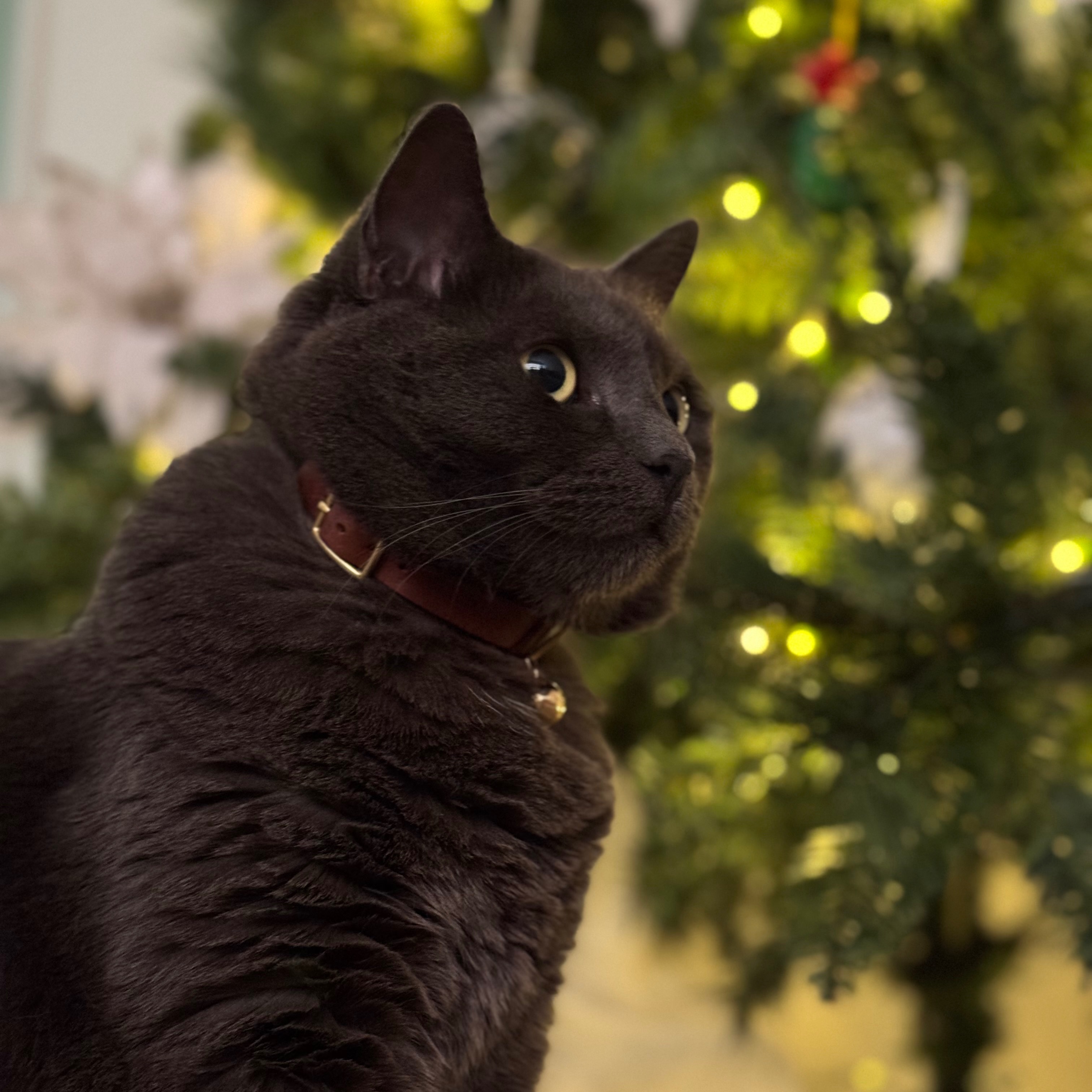 Diva