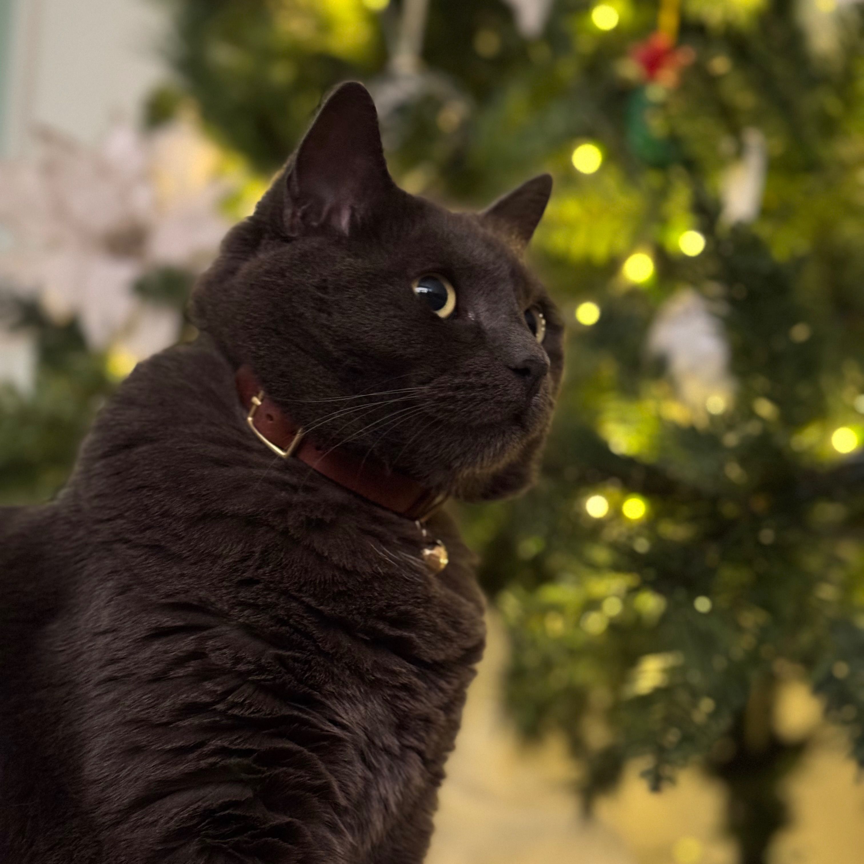 Diva
