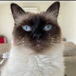 Astrid