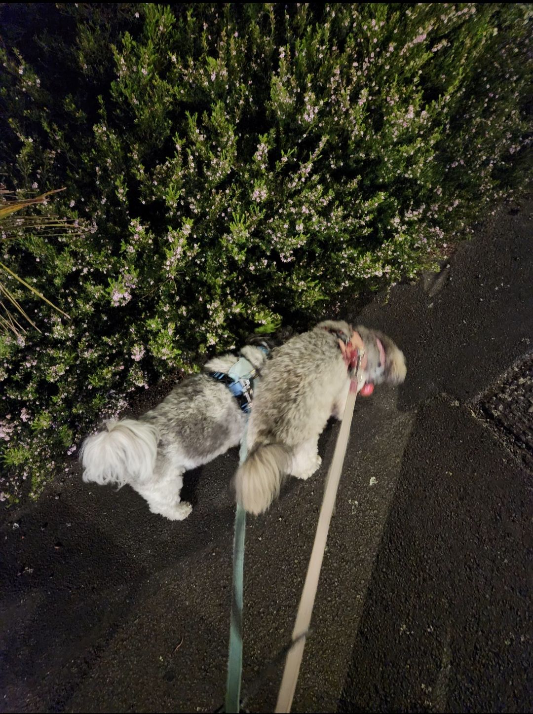 image-7