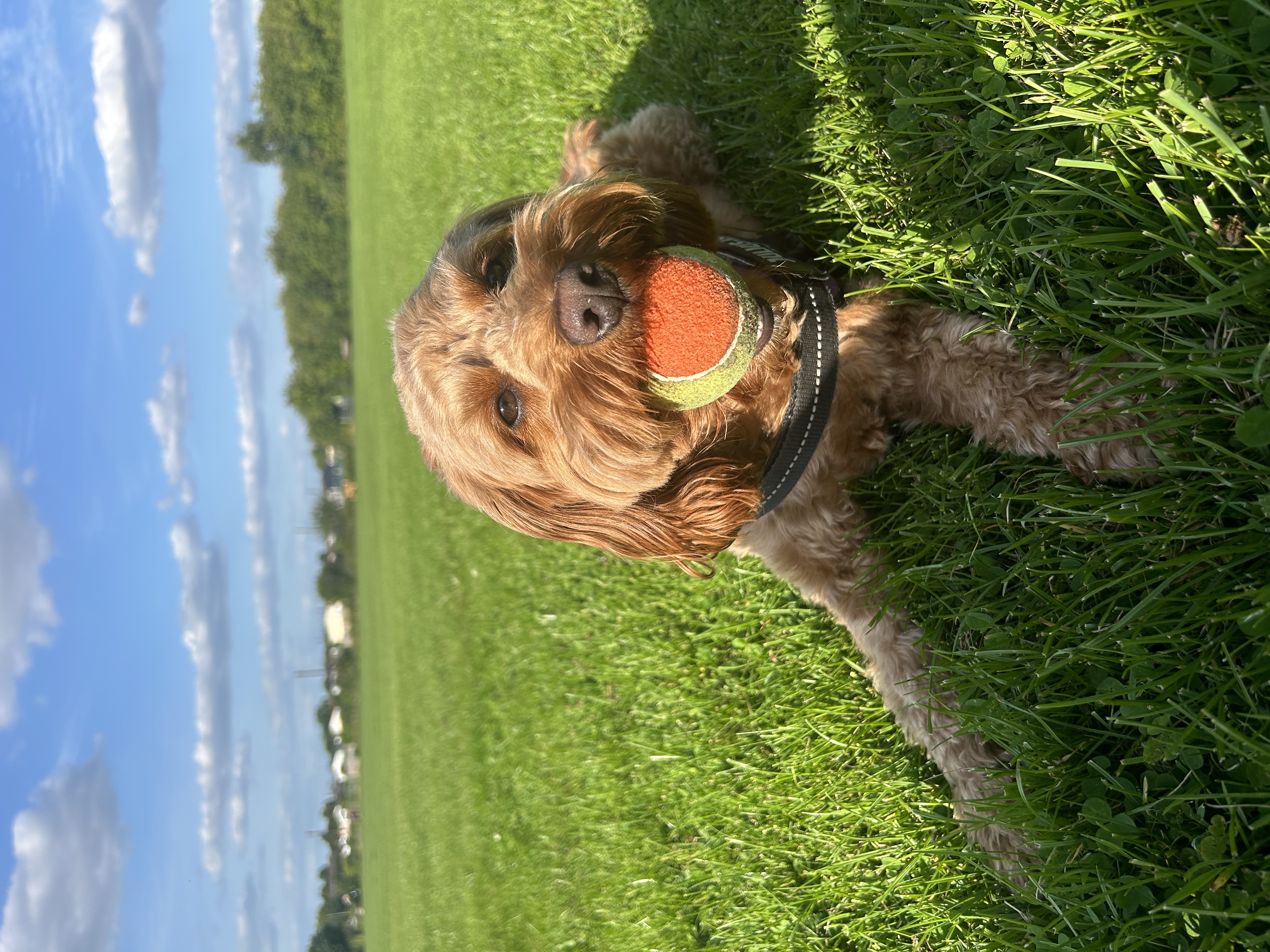 image-8