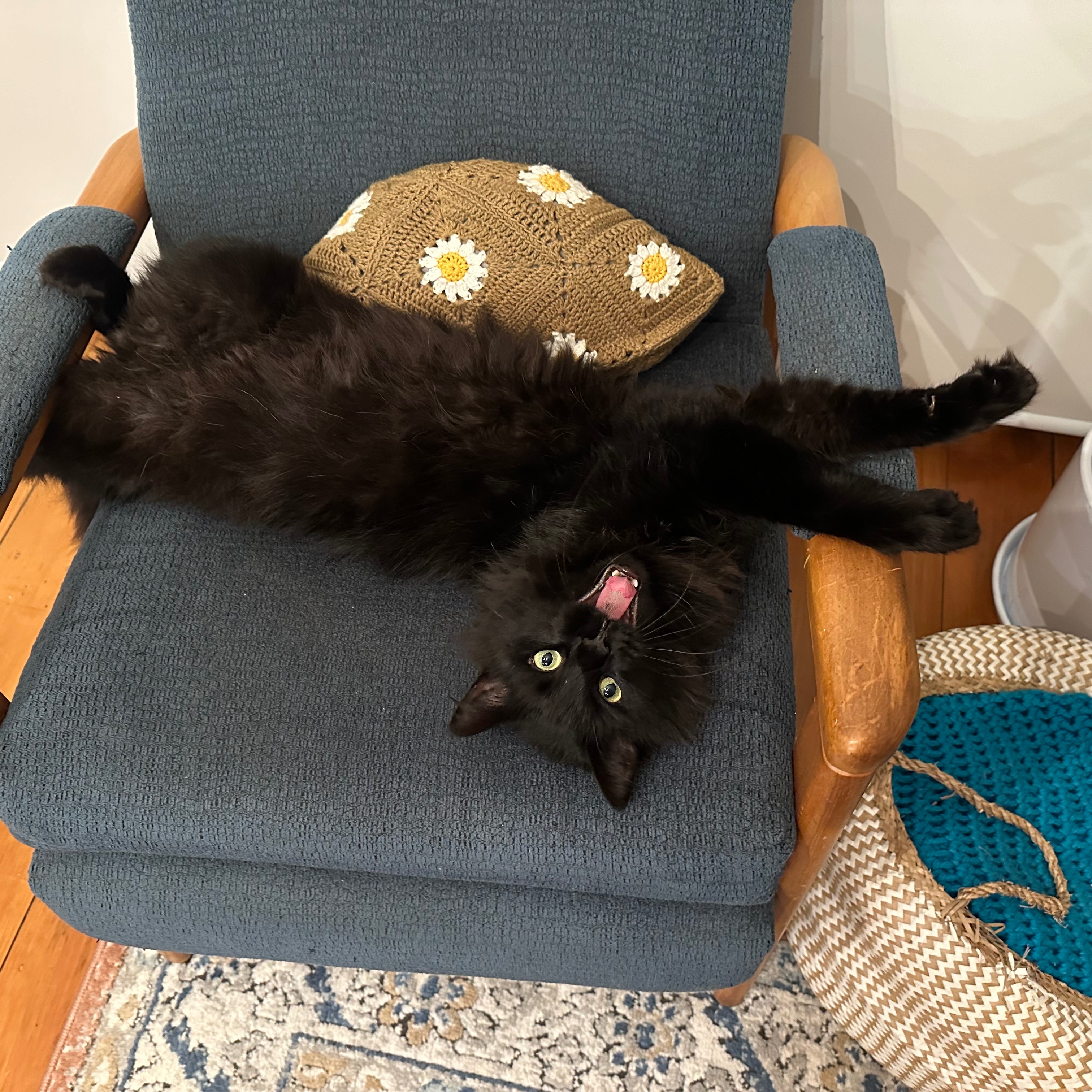 Kiwi