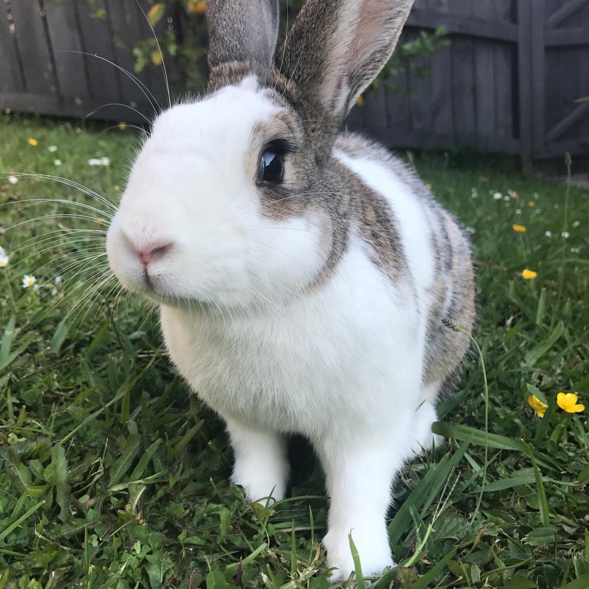 Maggie