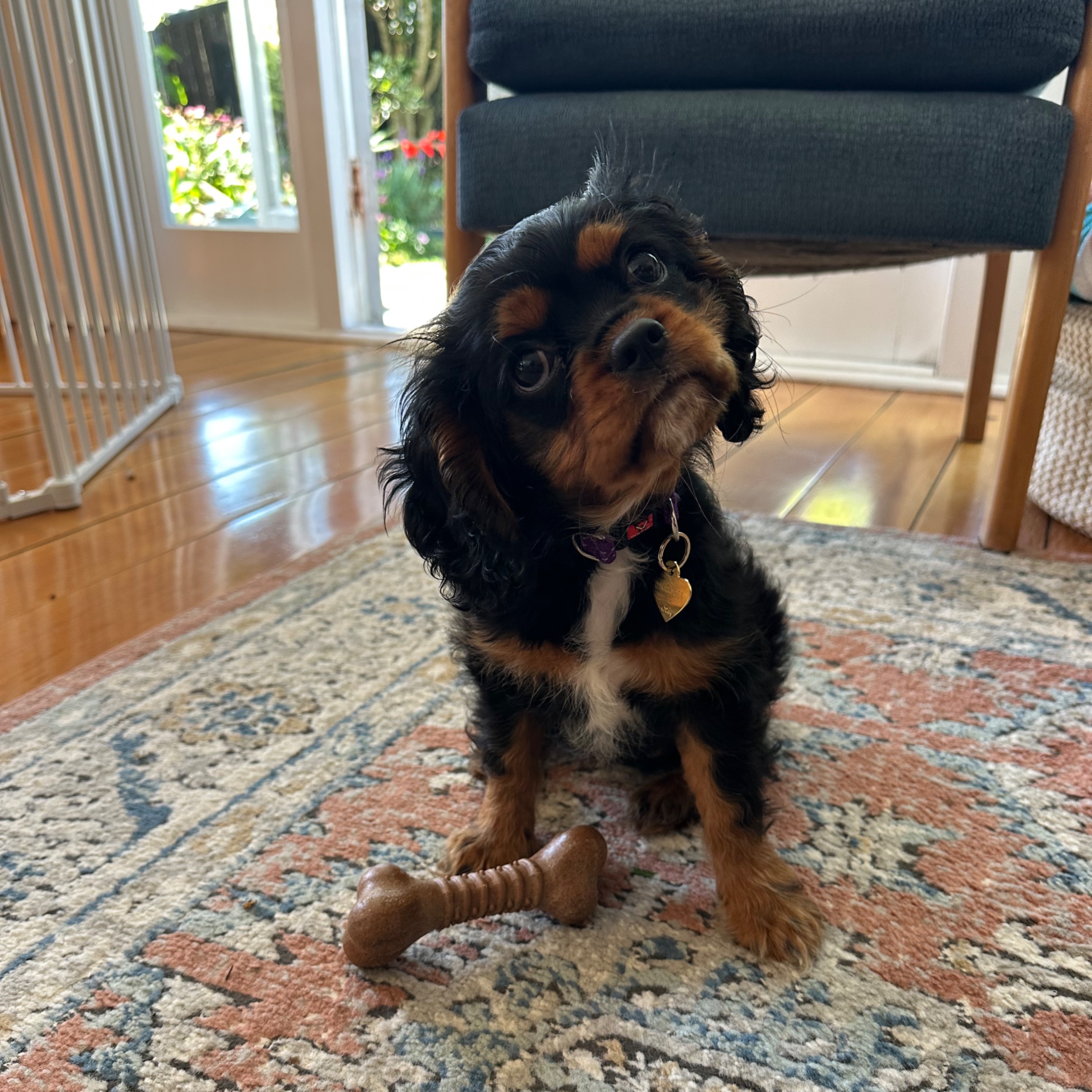 Mollie