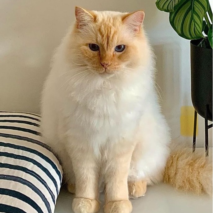 Bertie