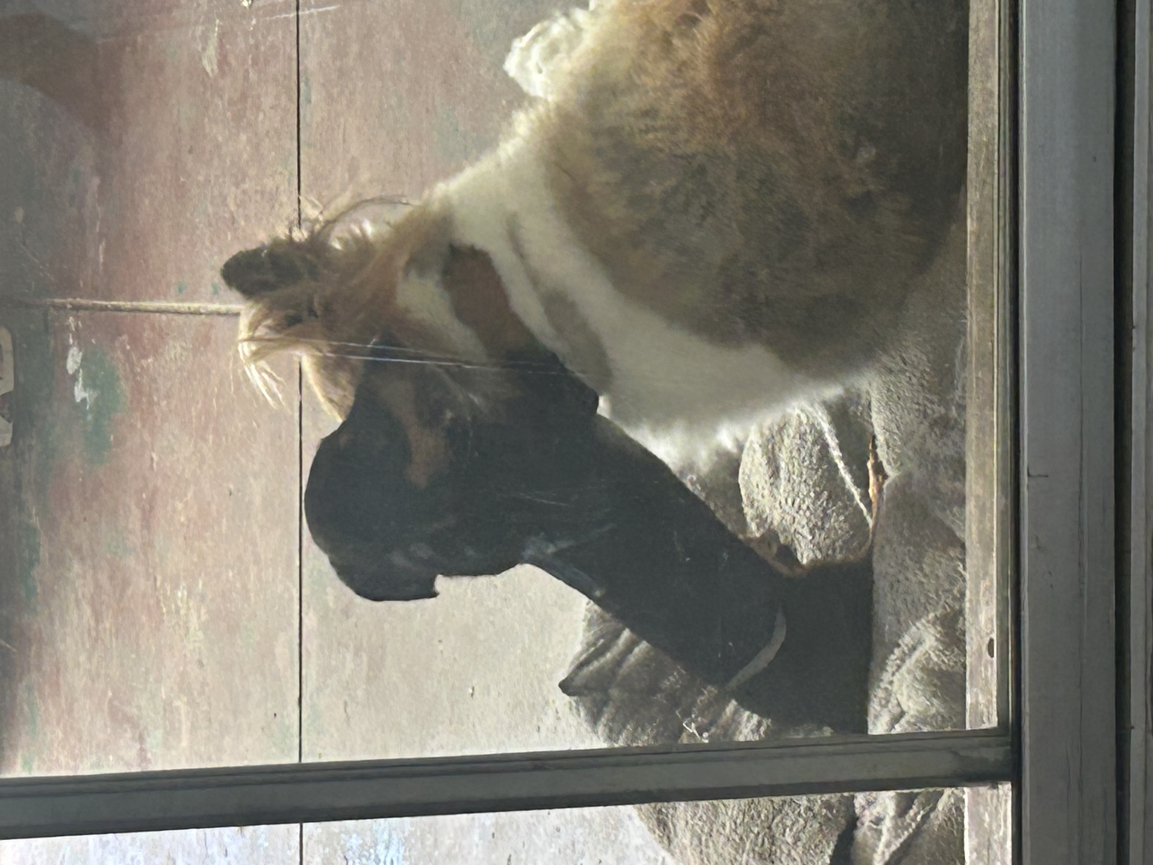 image-7