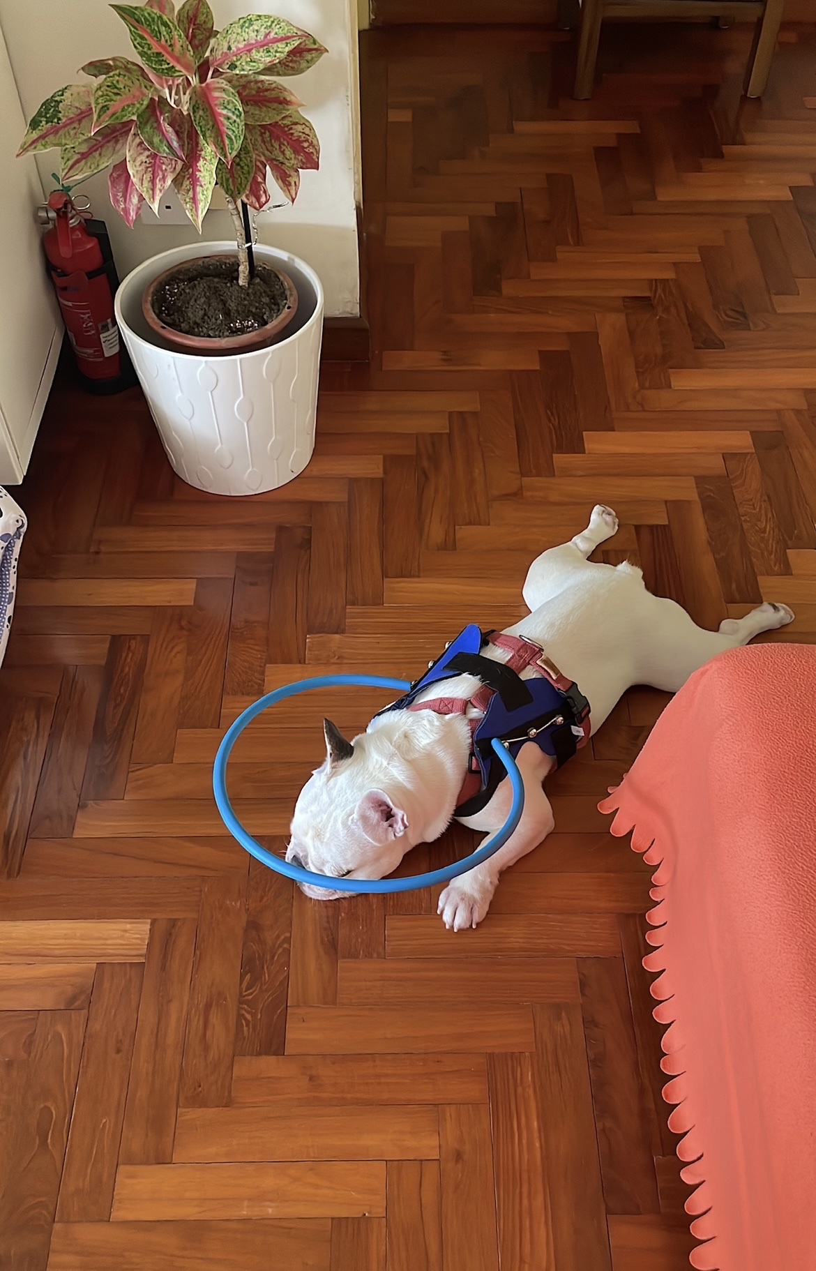 image-17