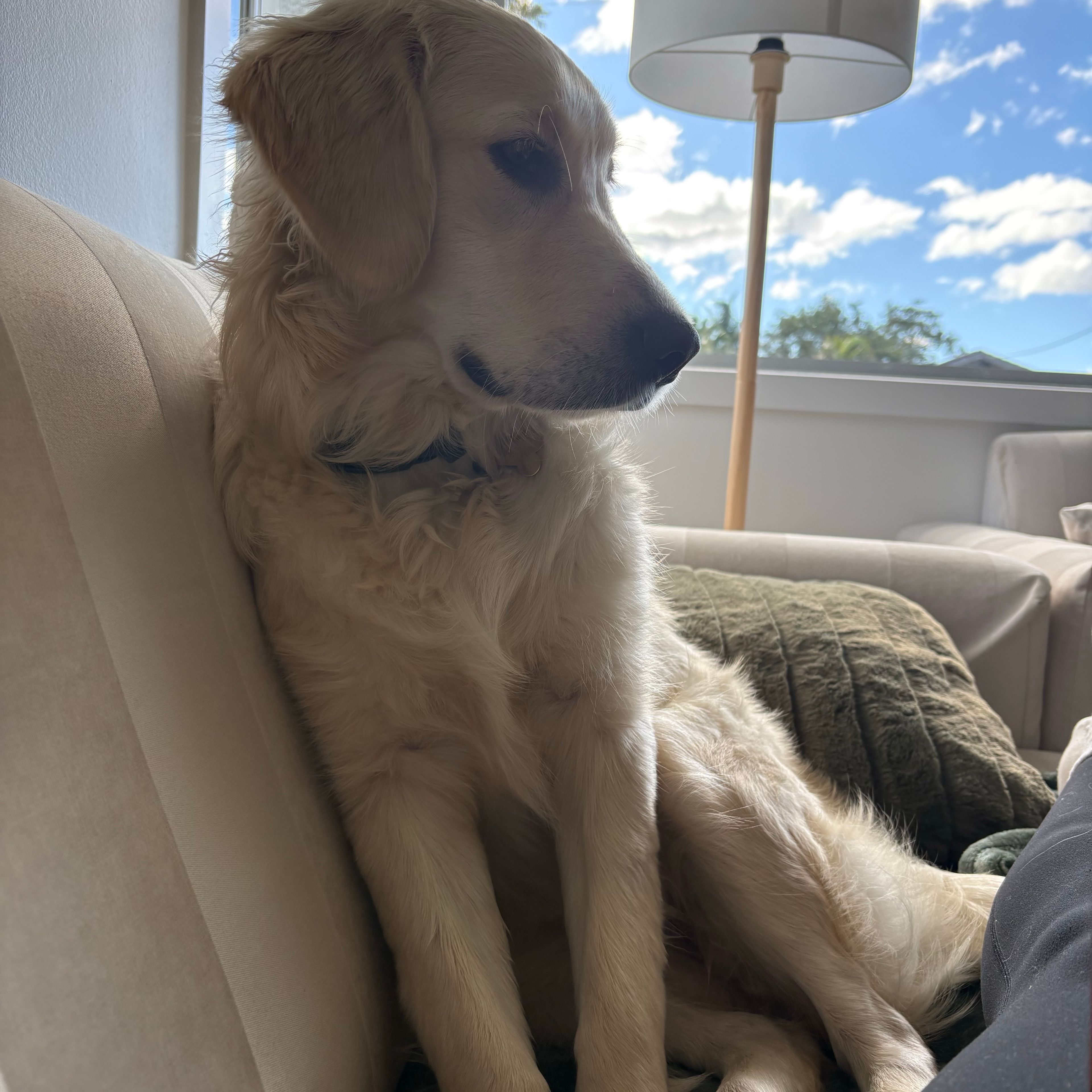 Daisy