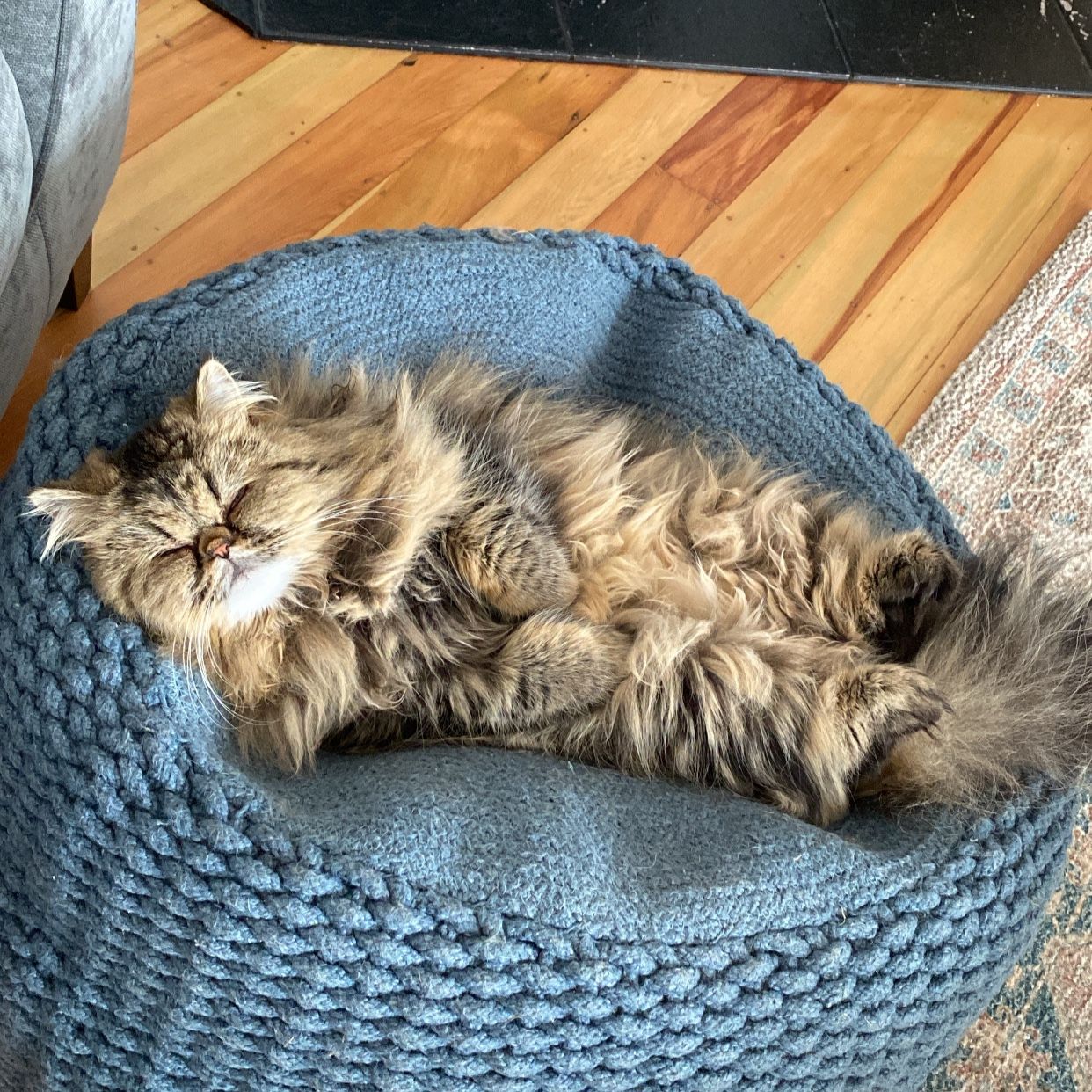 Pāua