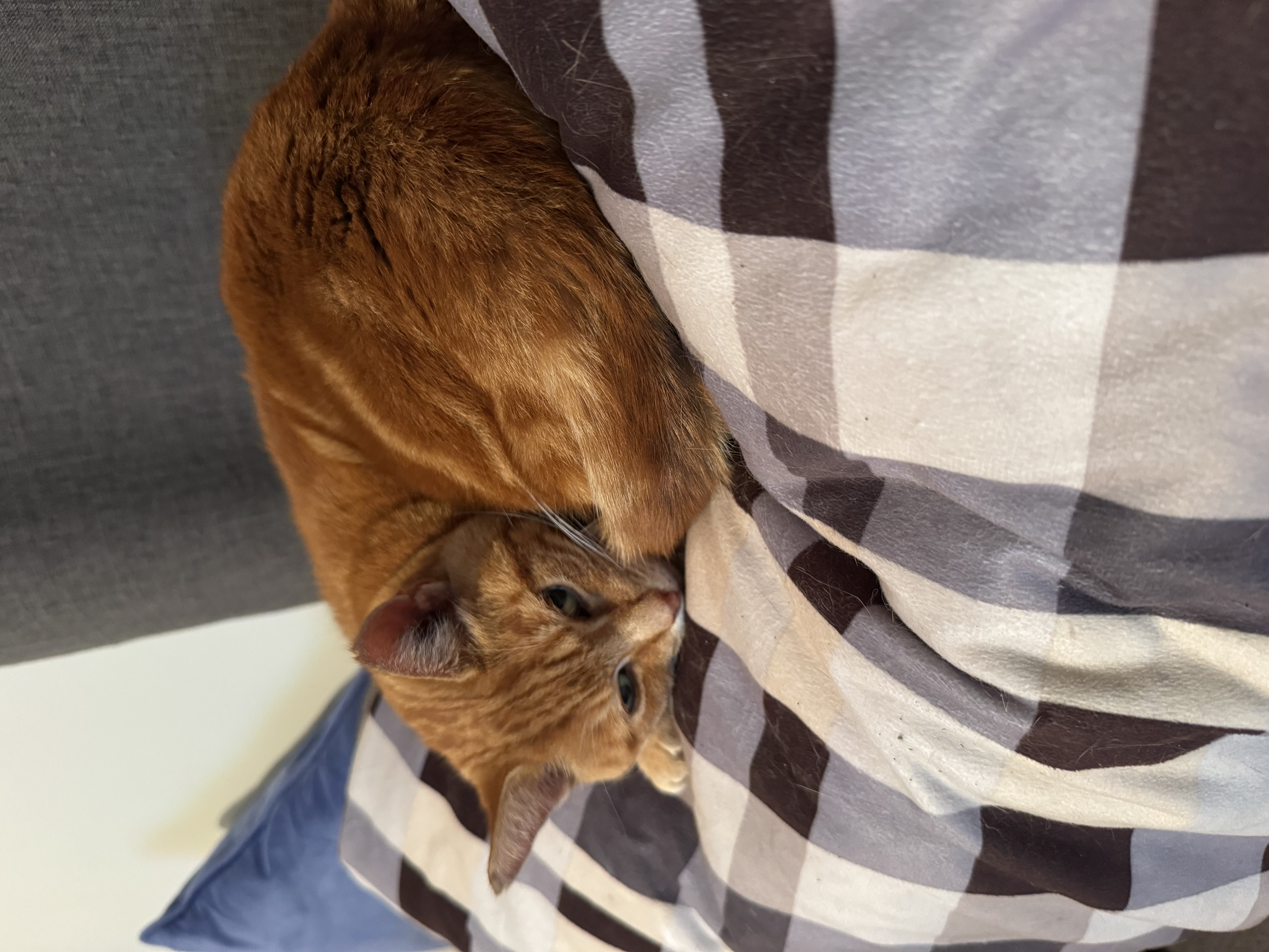 image-6