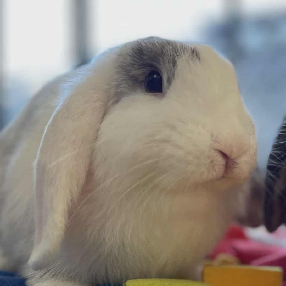 Miffy