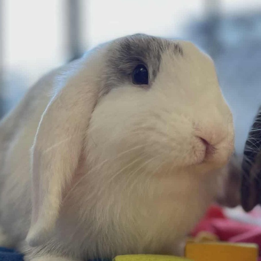 Miffy