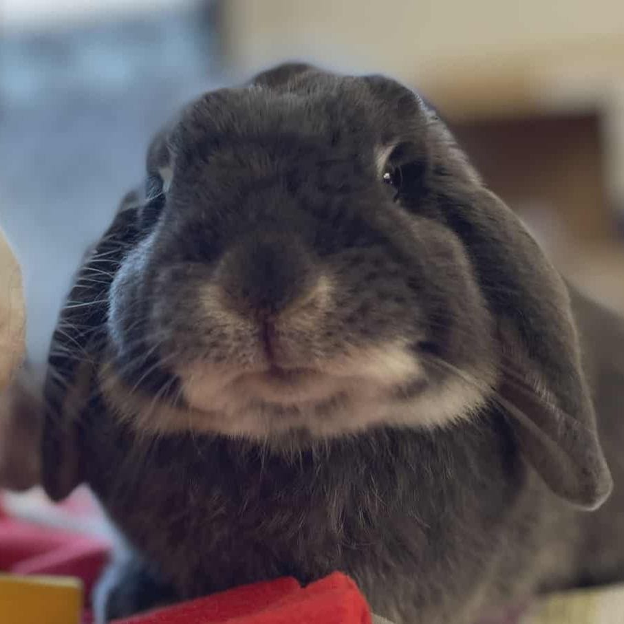 Robi