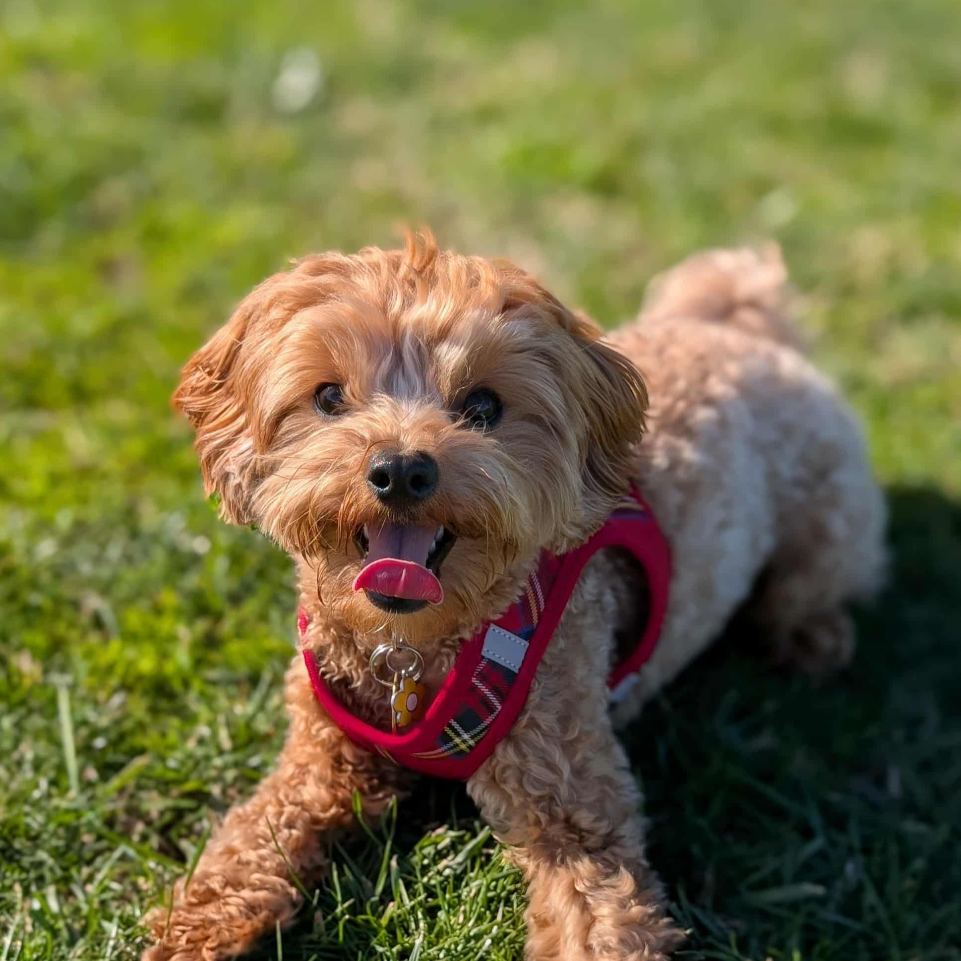 Rosie