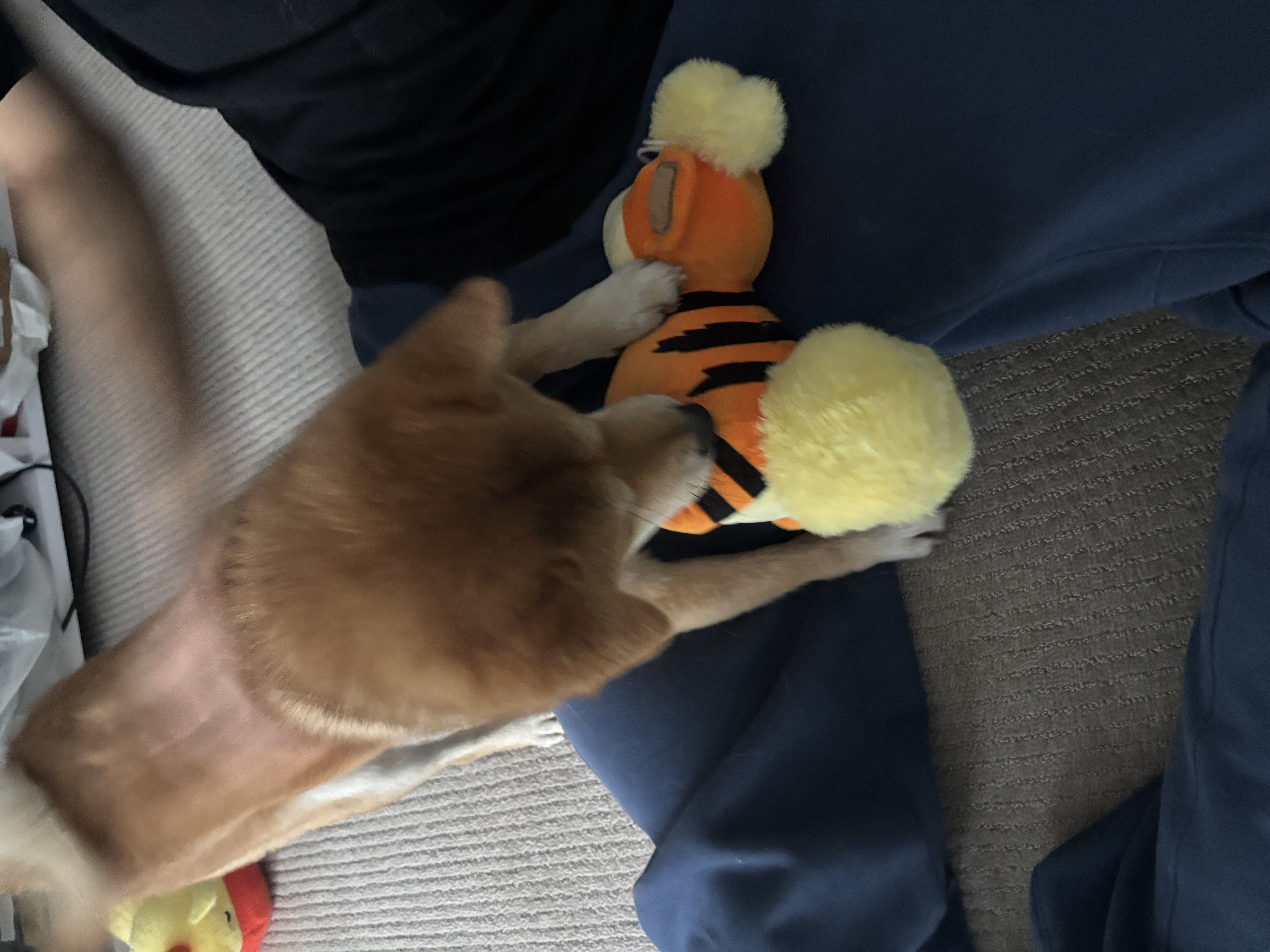 image-12
