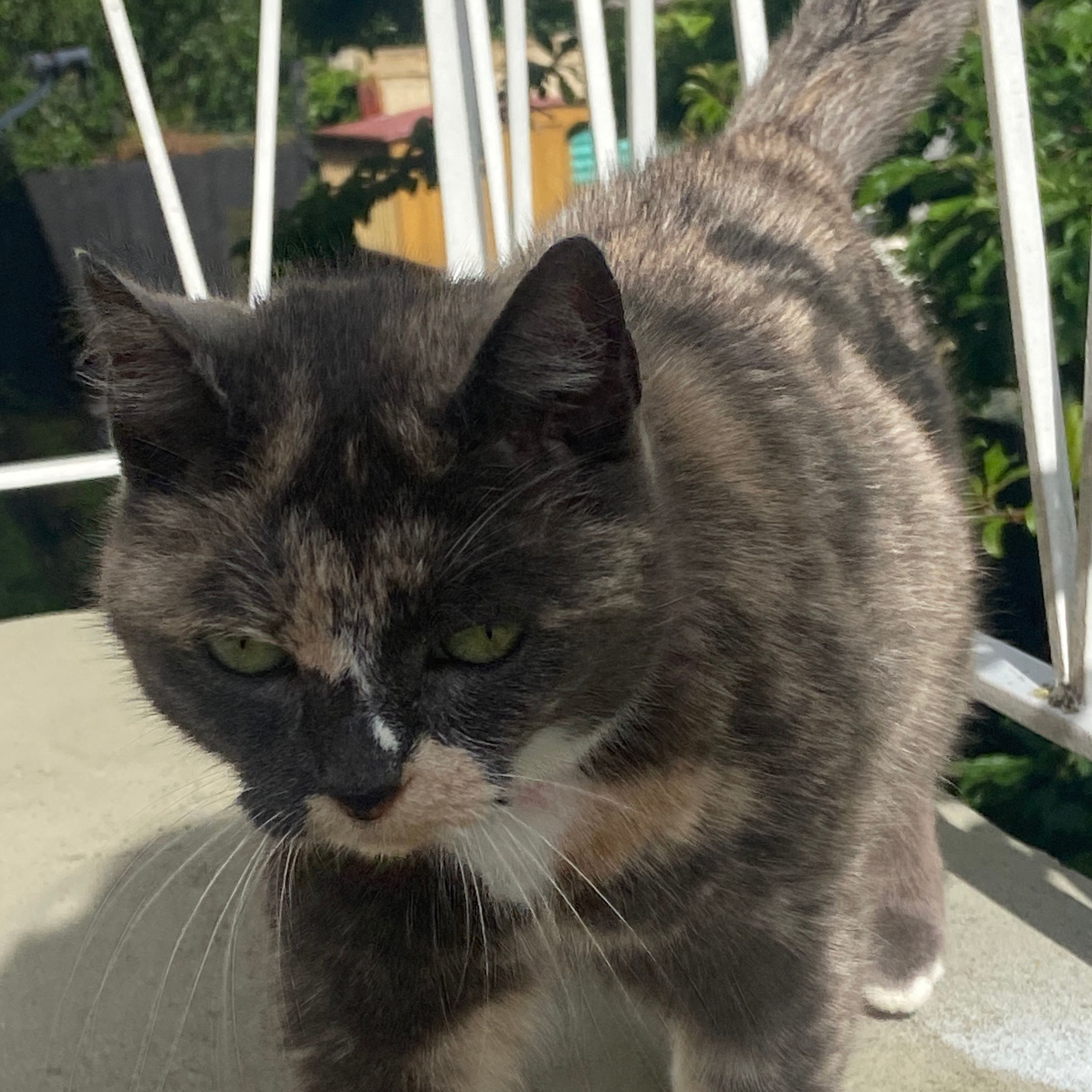 Frankie