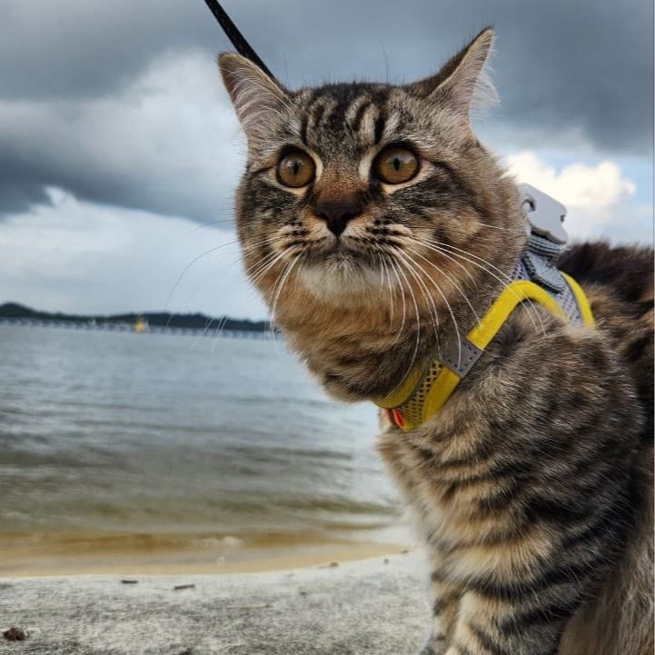 Kimi