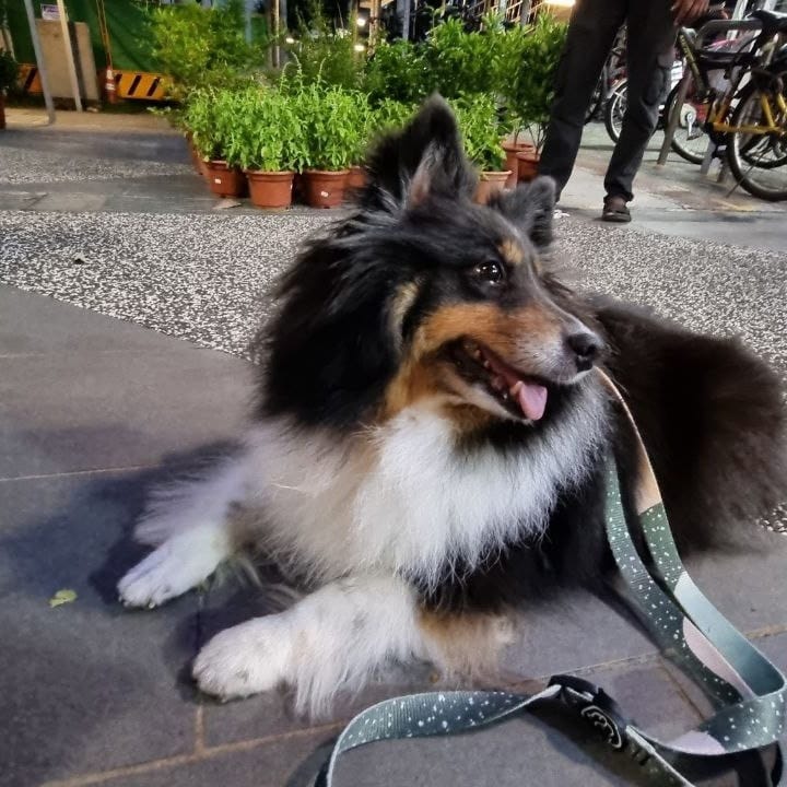 Oreo