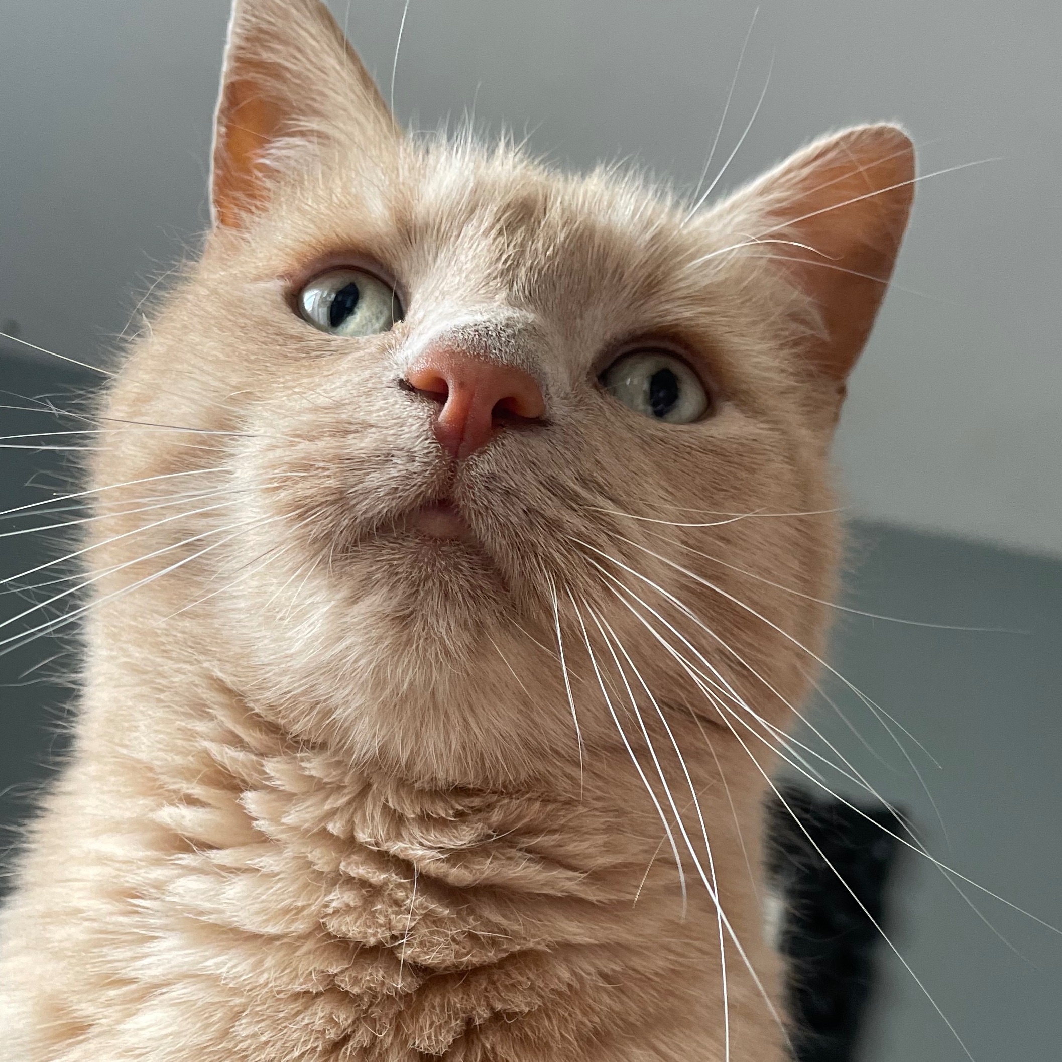 Merlin 