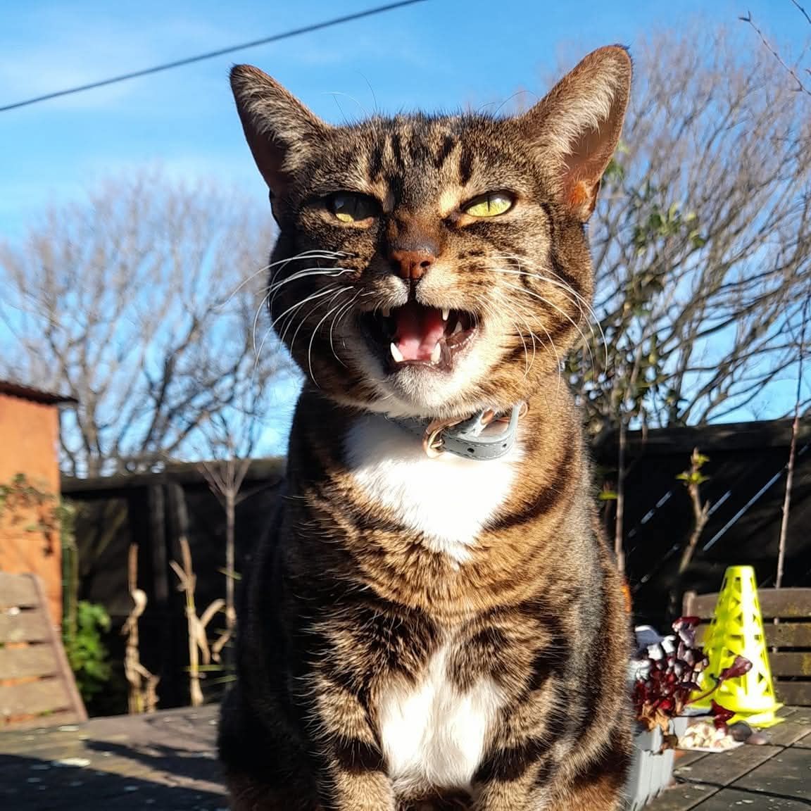 Minxy