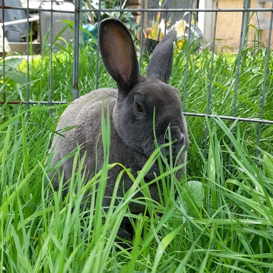 Otis