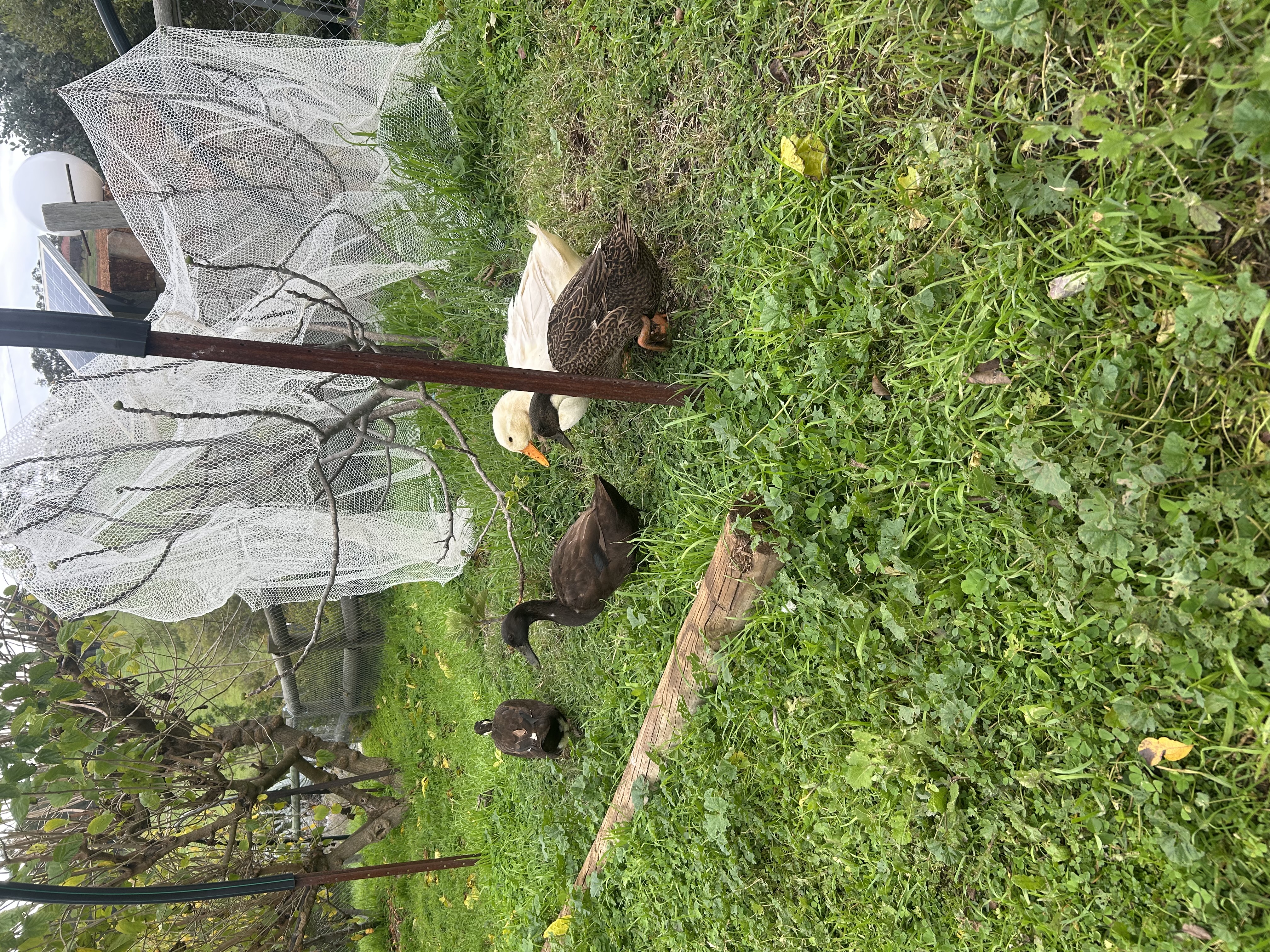 image-5