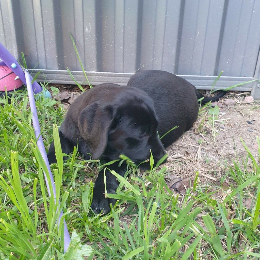 Willow