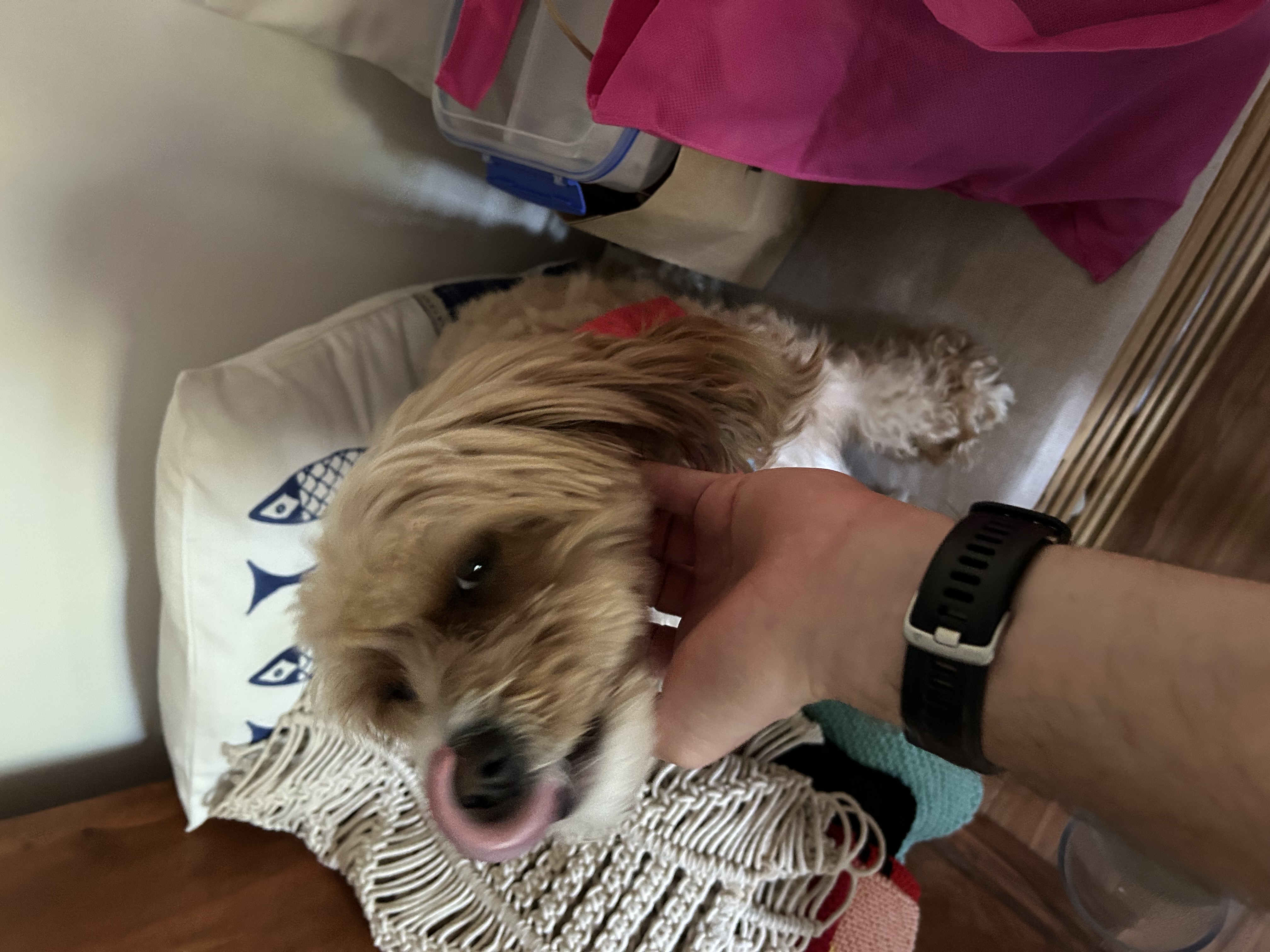 image-6