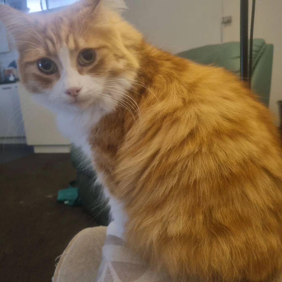 Biscuit